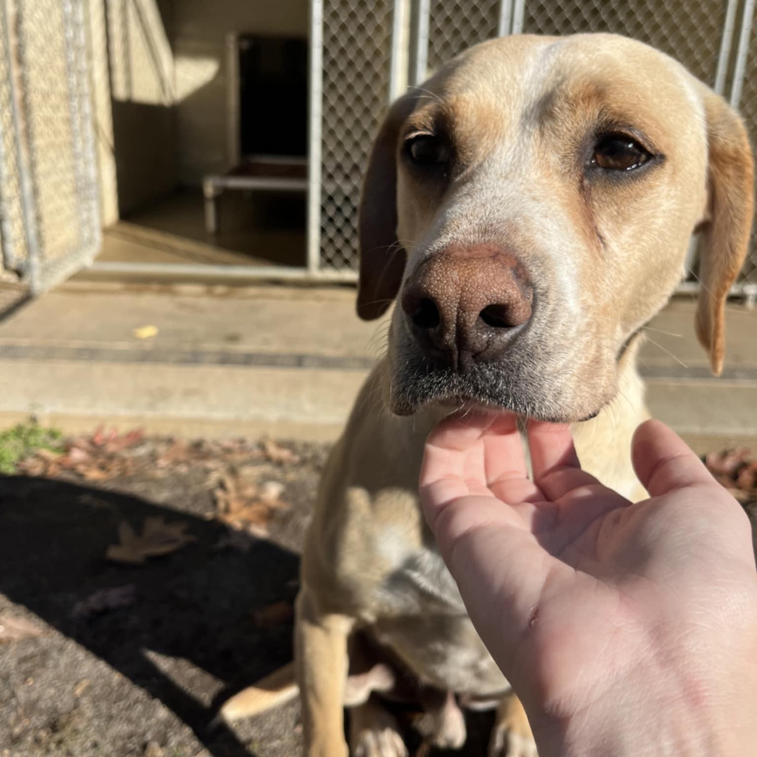 Enlarge Curtis, an adoptable Retriever in Orange, VA image 2/6