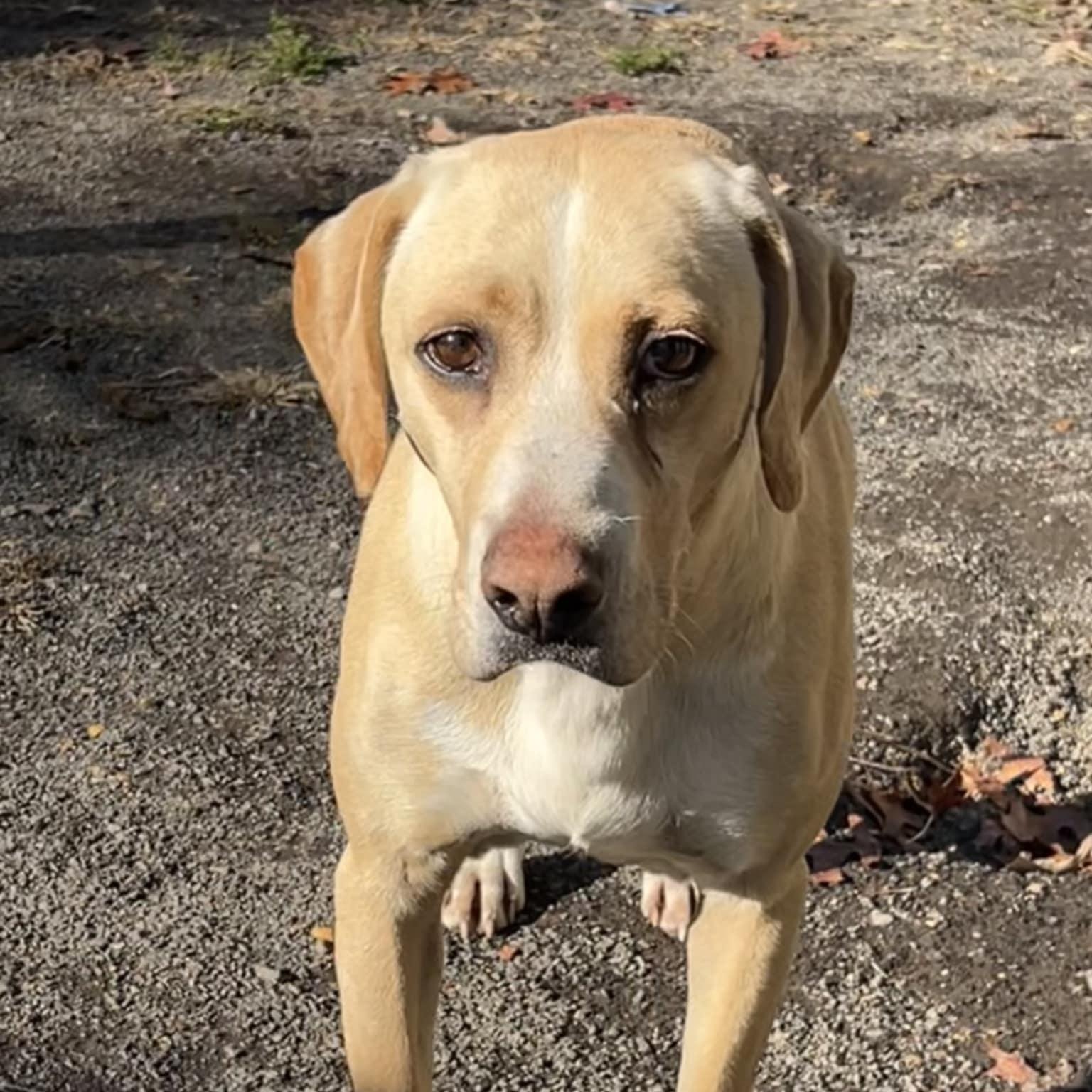 Enlarge Curtis, an adoptable Retriever in Orange, VA image 3/6