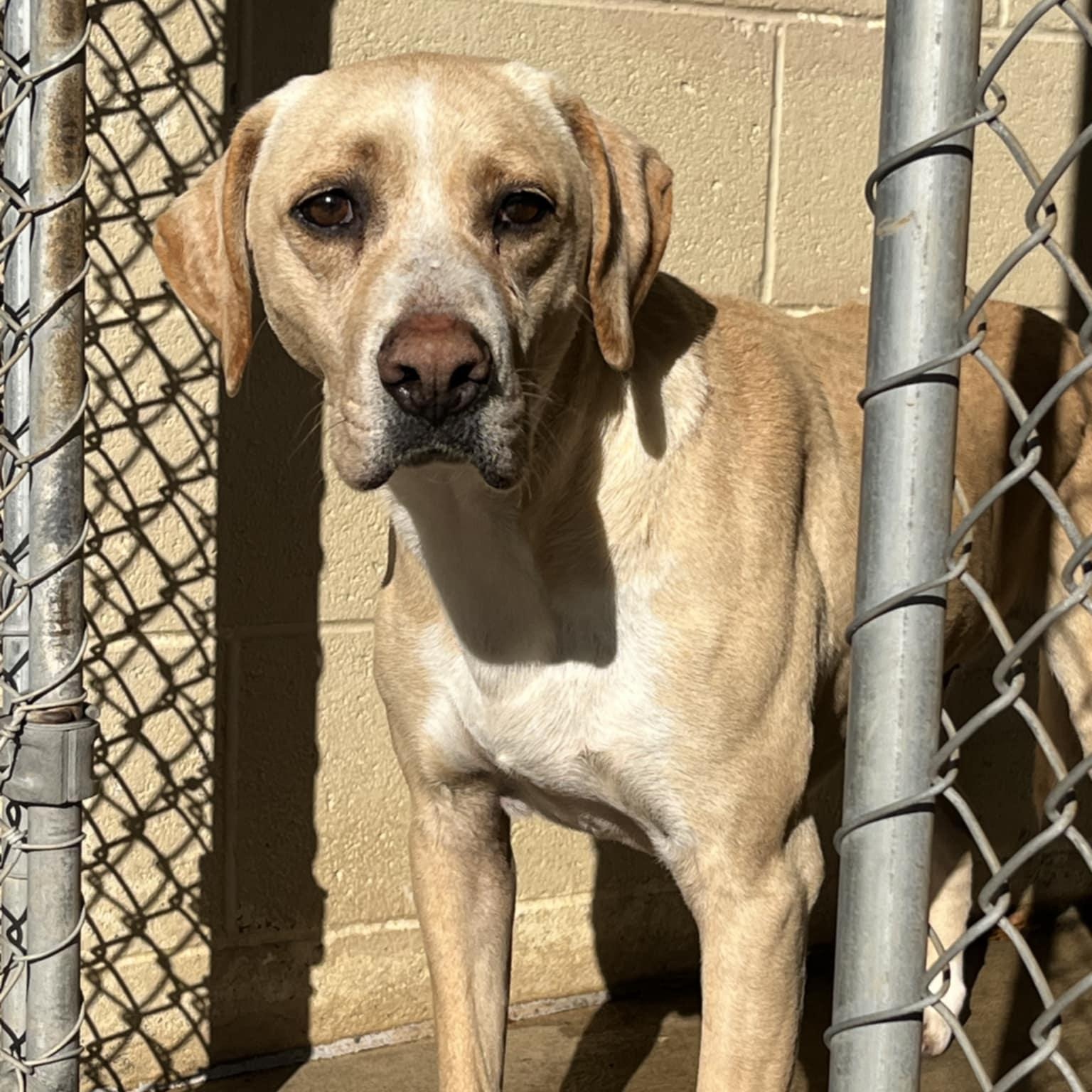 Enlarge Curtis, an adoptable Retriever in Orange, VA image 4/6