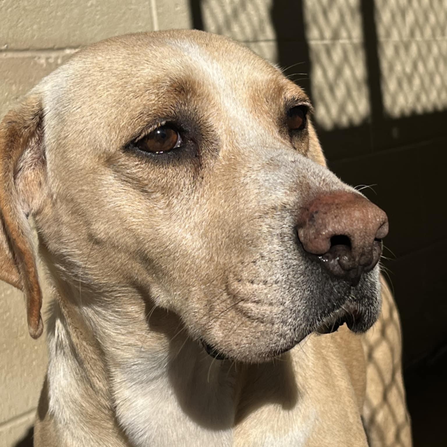 Enlarge Curtis, an adoptable Retriever in Orange, VA image 5/6