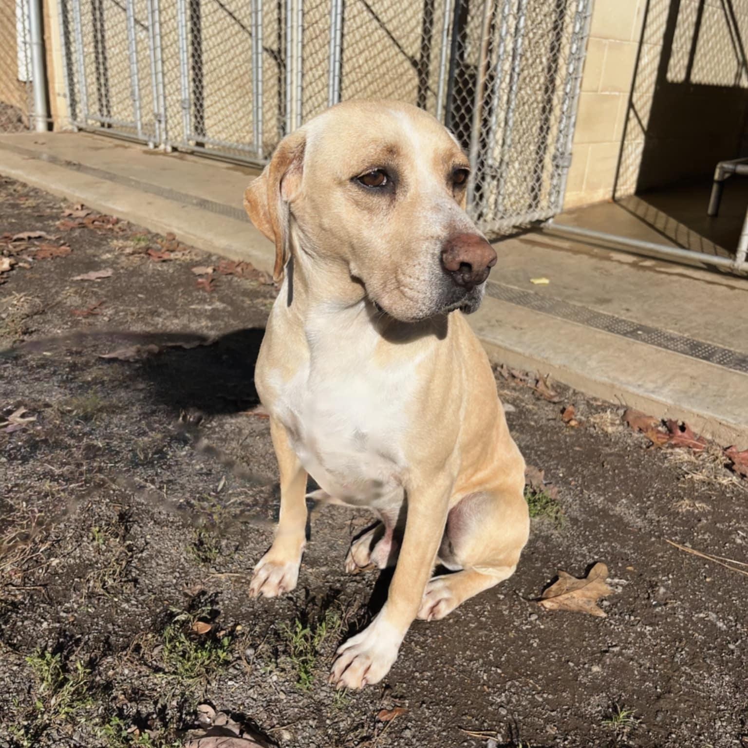 Enlarge Curtis, an adoptable Retriever in Orange, VA image 6/6