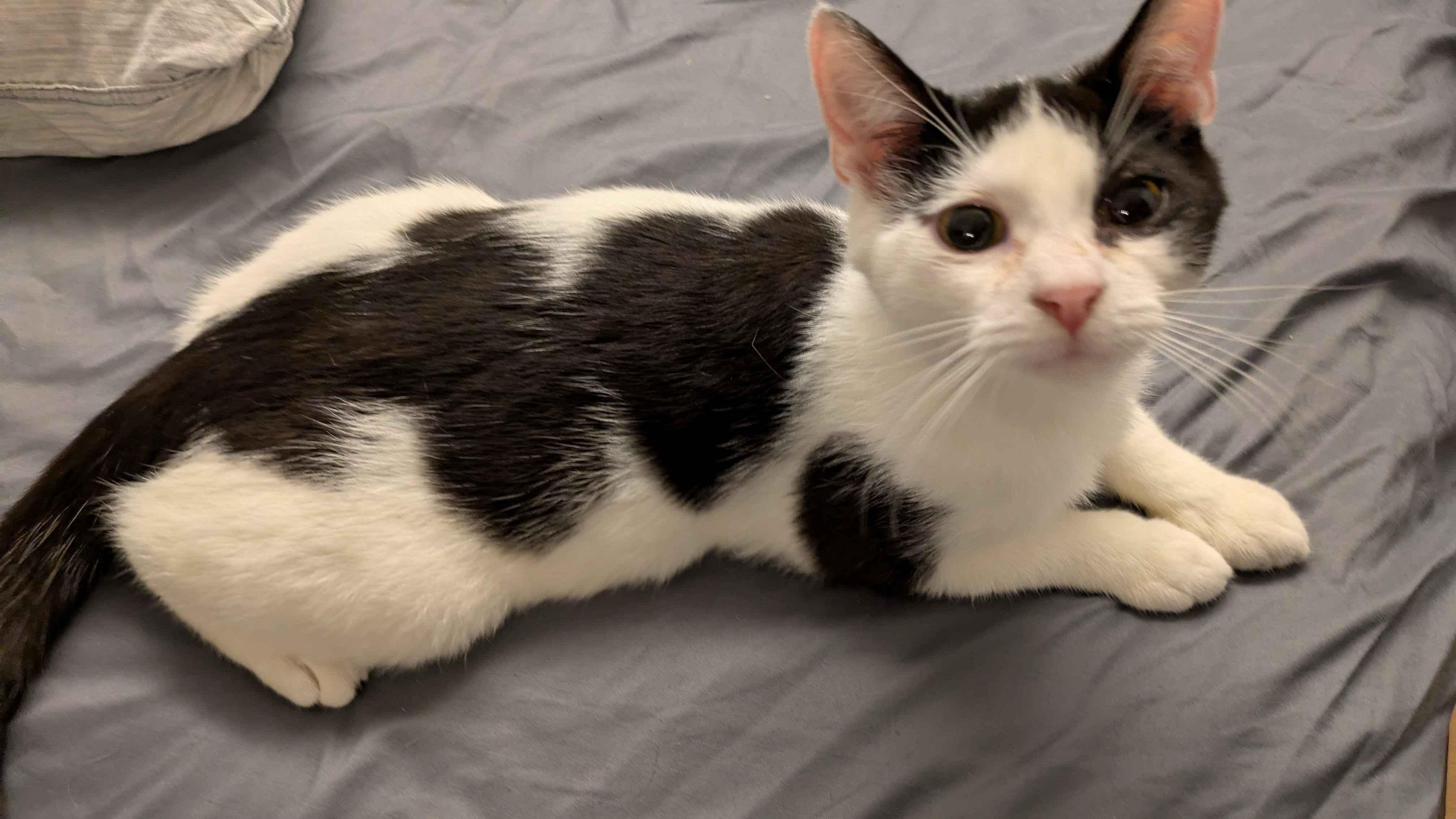 Enlarge Fern, an adopted Domestic Short Hair in Weehawken, NJ image 4/6