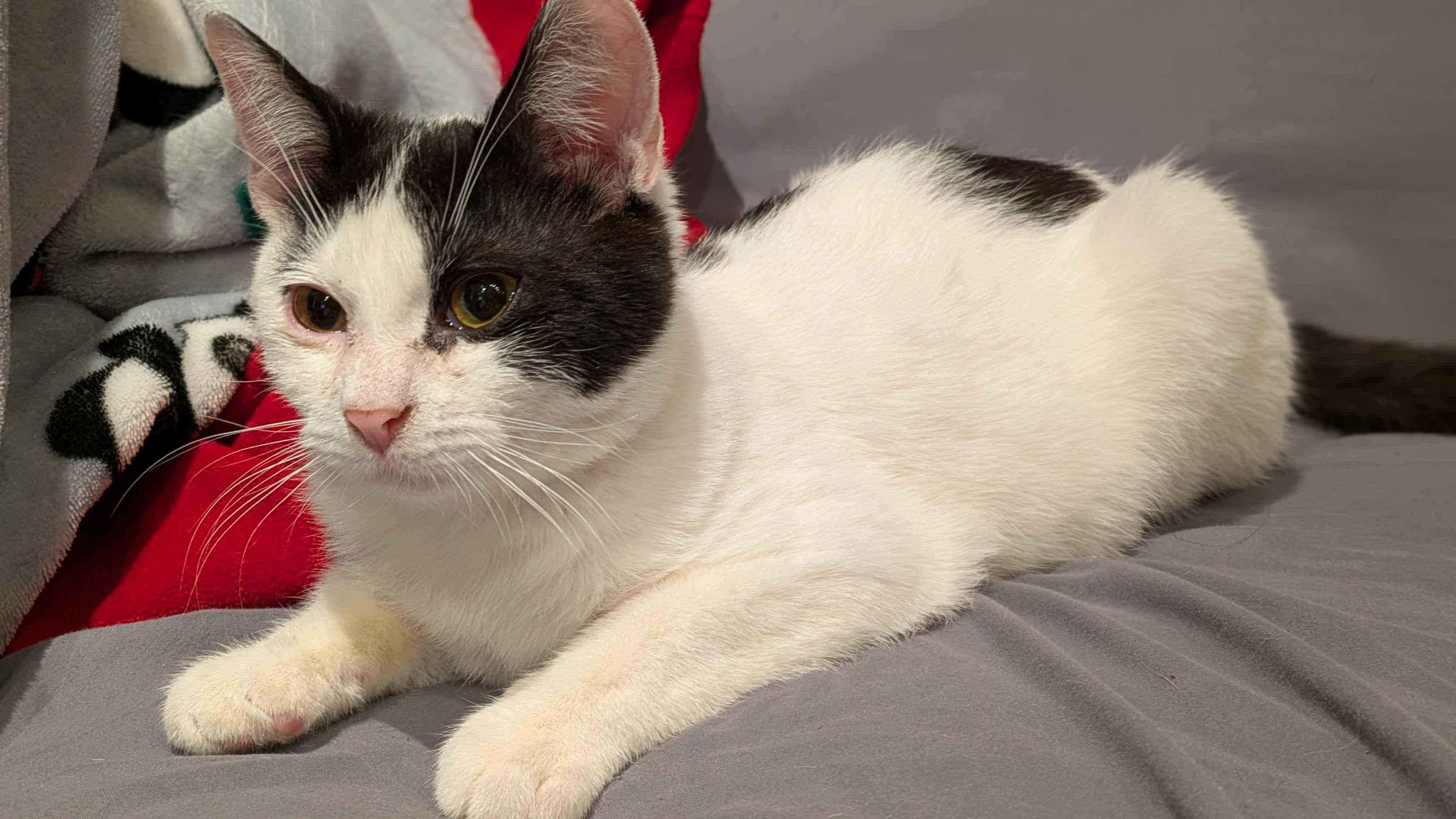 Enlarge Fern, an adopted Domestic Short Hair in Weehawken, NJ image 3/6