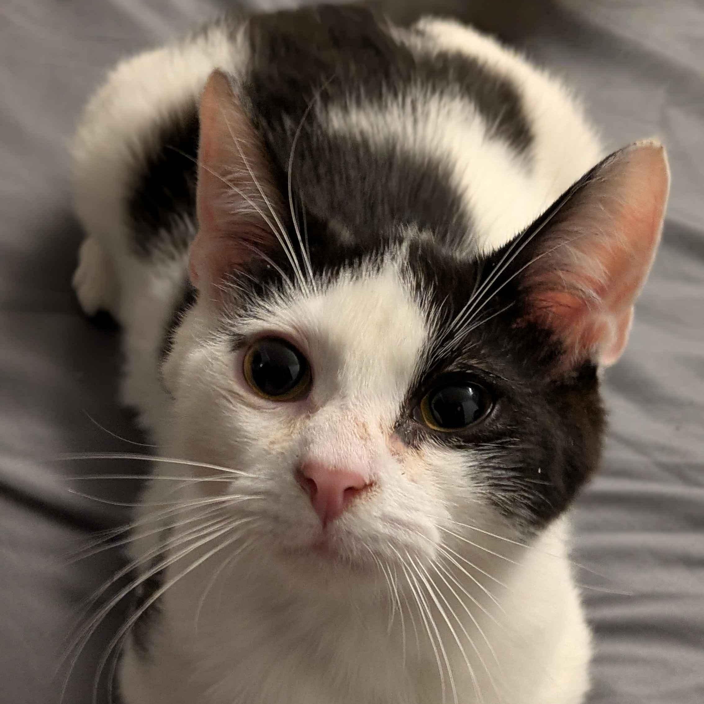 Fern, adopted, Kitten Male Domestic Short Hair.