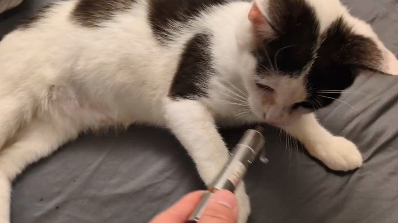 Enlarge Fern, an adopted Domestic Short Hair in Weehawken, NJ video 5/6