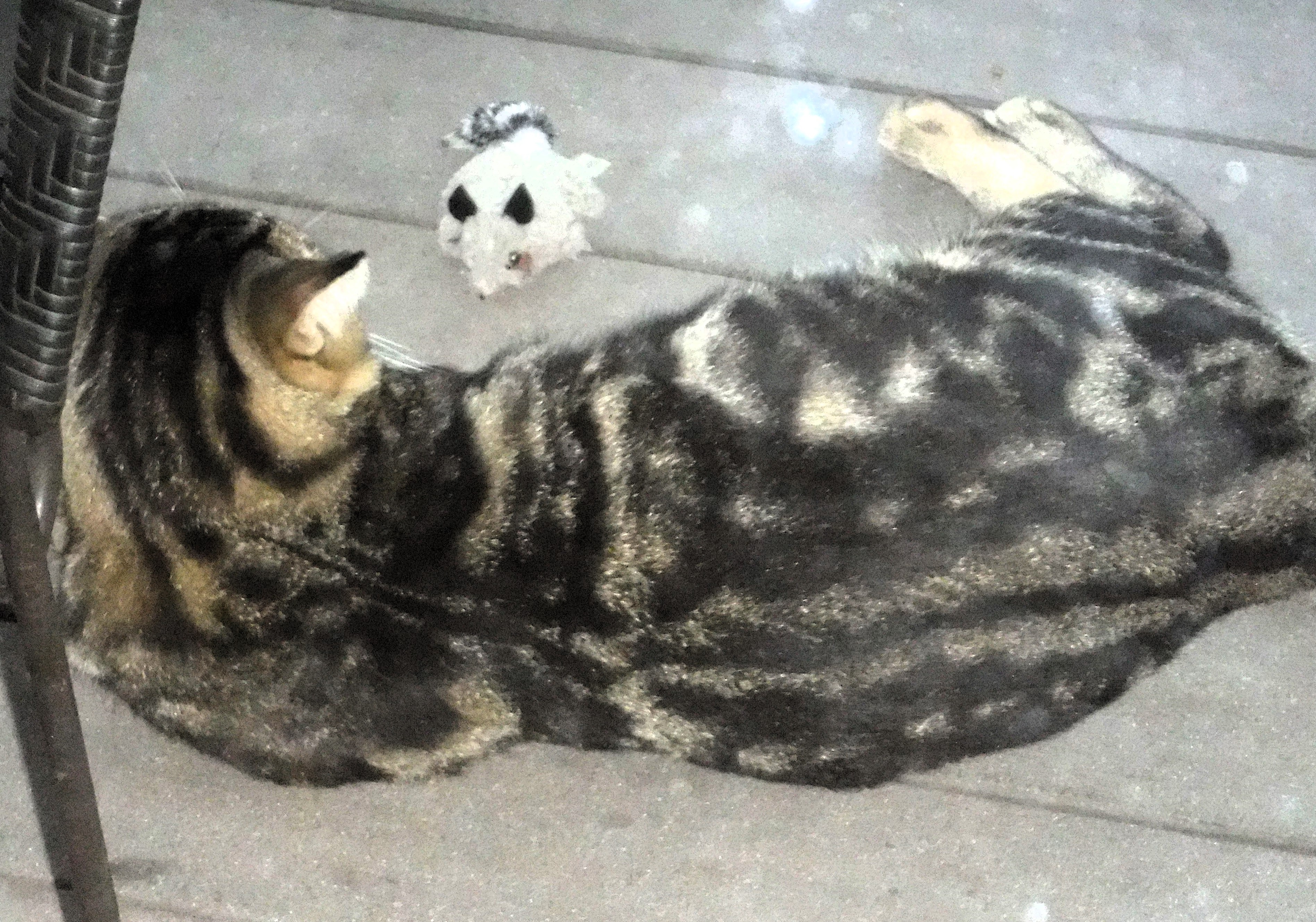 Enlarge Bandit, a Adoptable Domestic Short Hair in Frederick, MD image 2/4