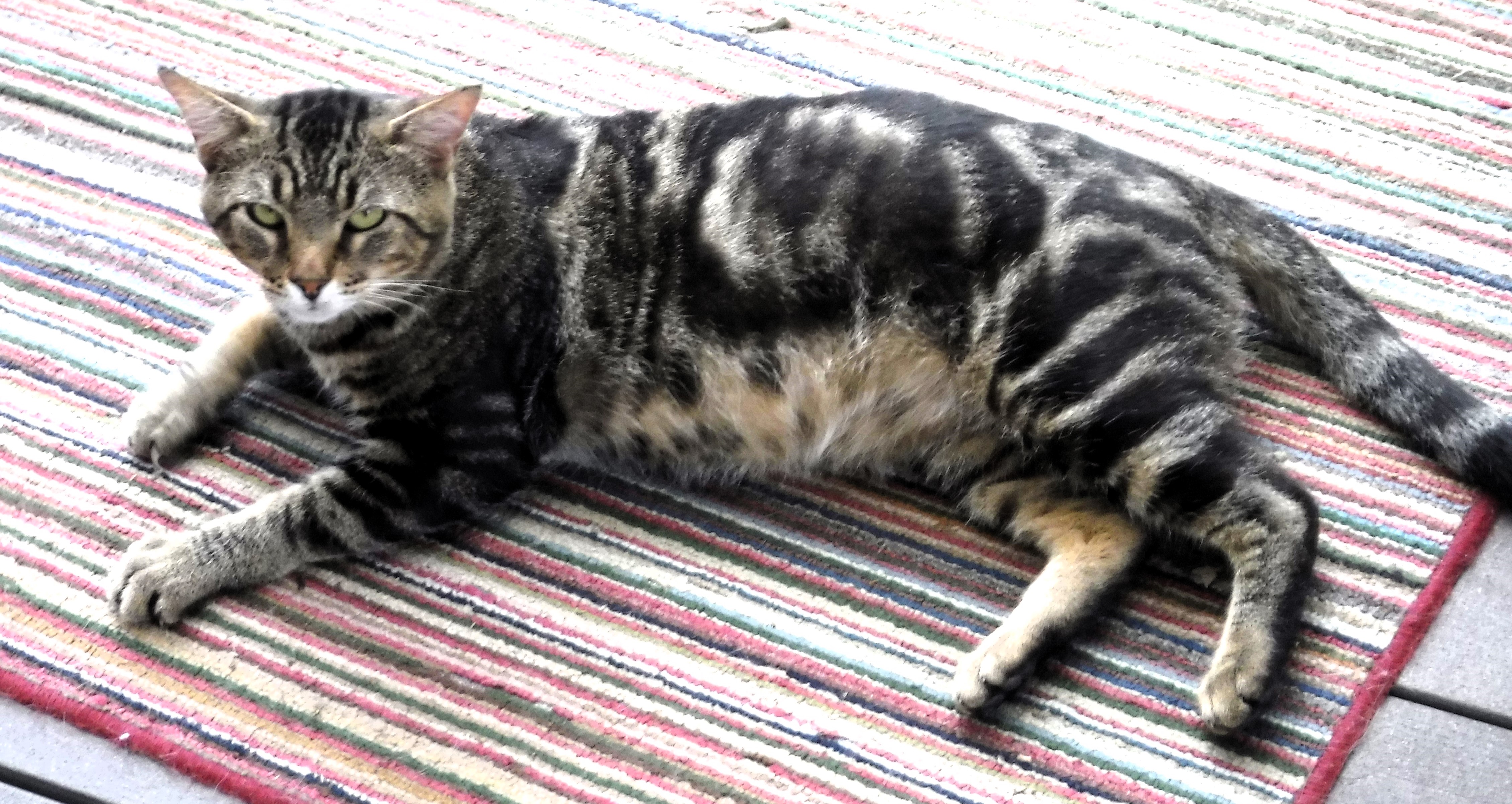 Enlarge Bandit, a Adoptable Domestic Short Hair in Frederick, MD image 3/4