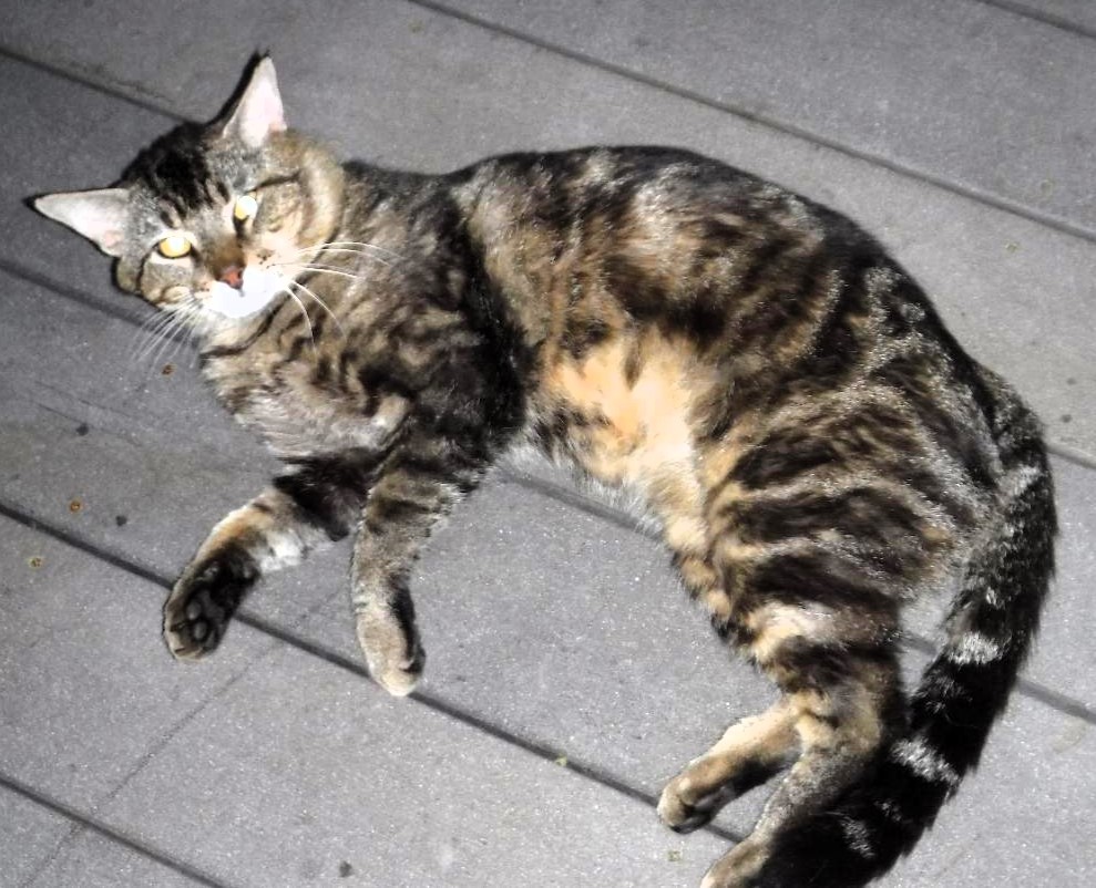 Enlarge Bandit, a Adoptable Domestic Short Hair in Frederick, MD image 4/4