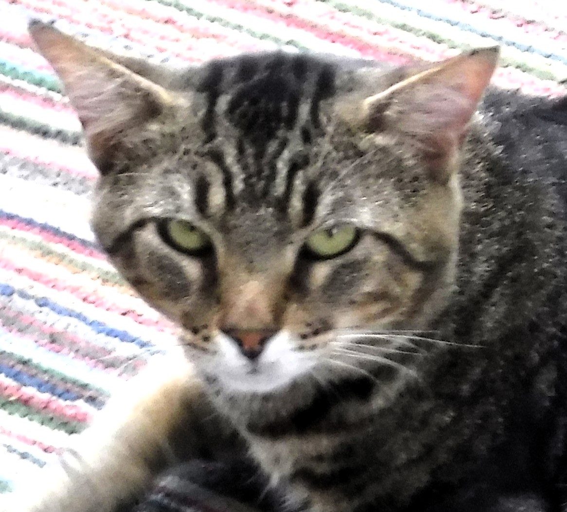 Bandit, Adult Male Domestic Short Hair