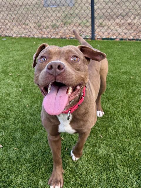 RED, Adoptable, Young Male Pit Bull Terrier.