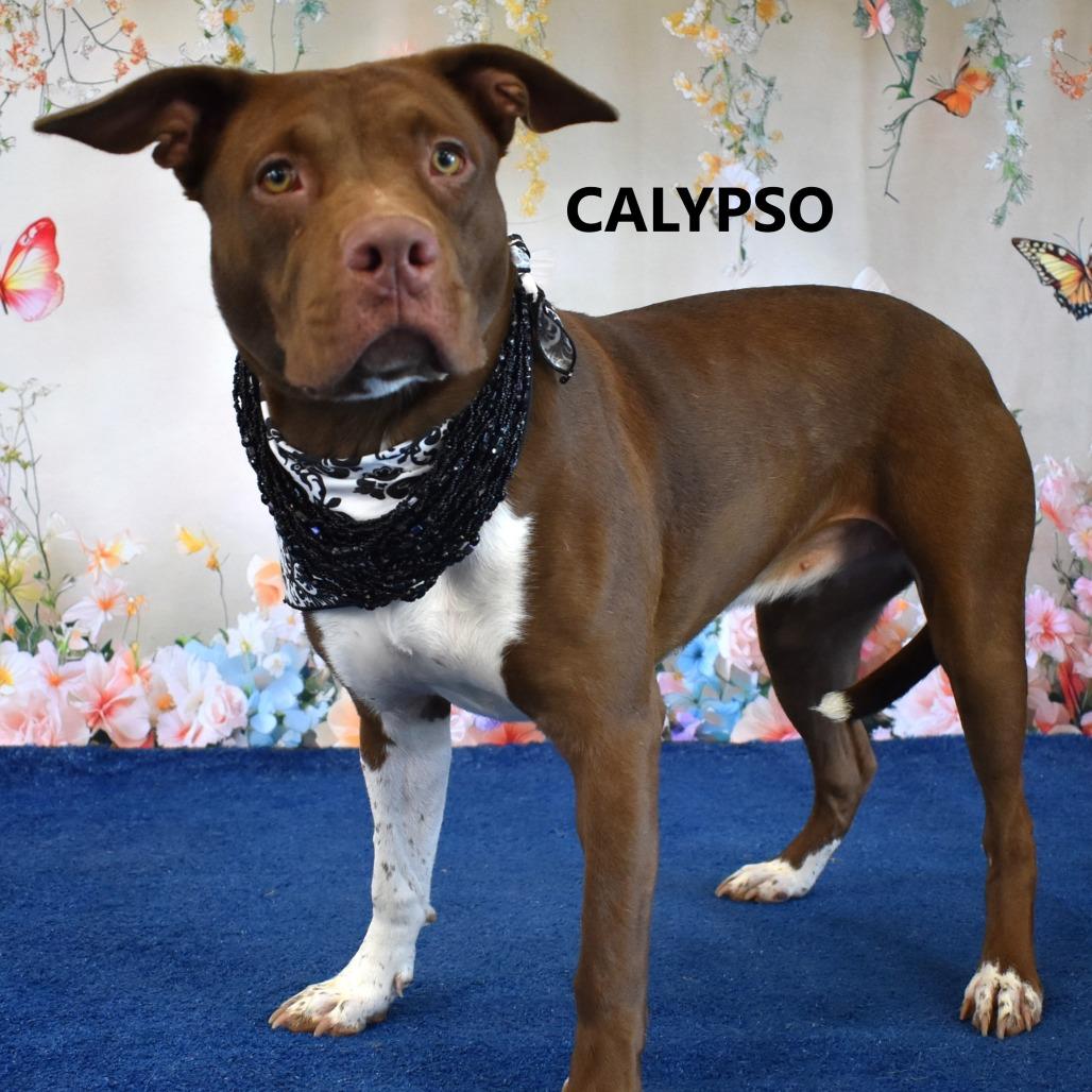 Enlarge Calypso, a Adoptable Pit Bull Terrier in Yuma, AZ image 1/2