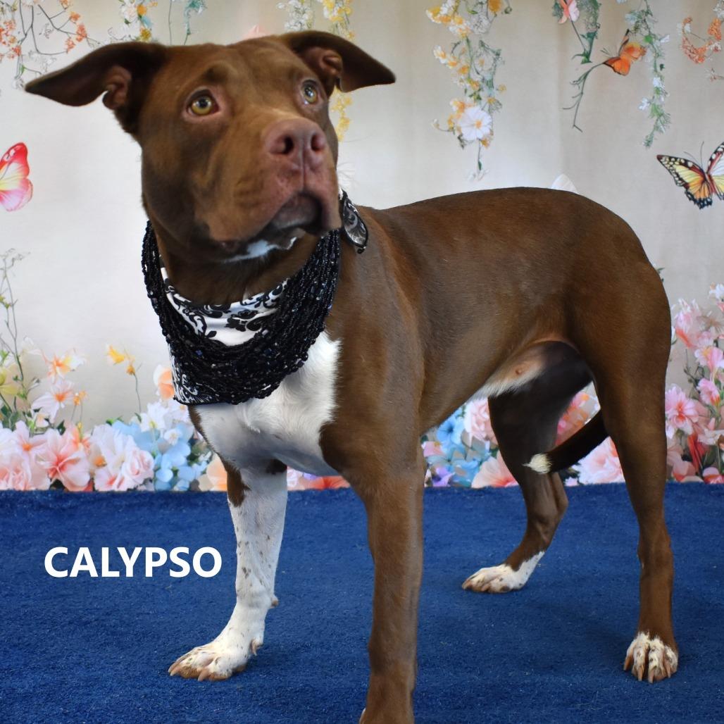 Enlarge Calypso, a Adoptable Pit Bull Terrier in Yuma, AZ image 2/2