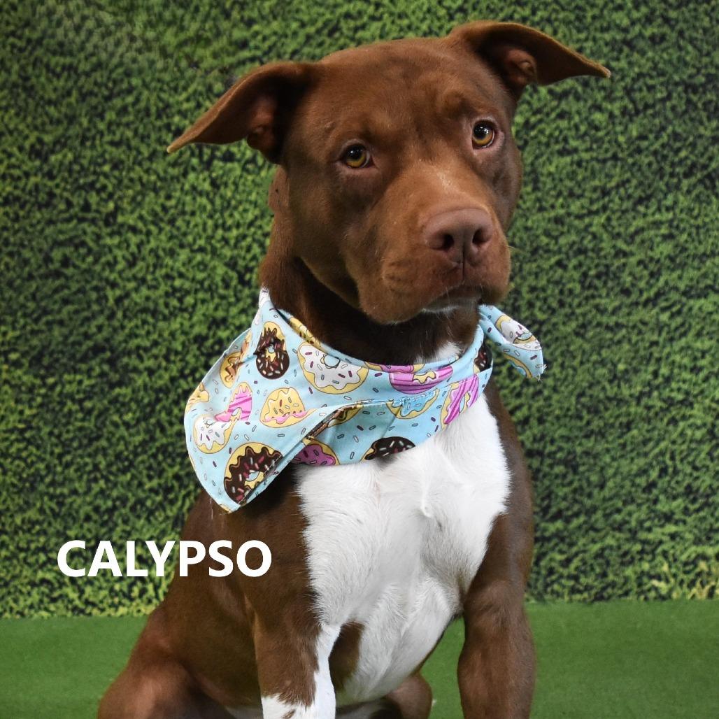 Enlarge Calypso, a Adoptable Pit Bull Terrier in Yuma, AZ image 3/3