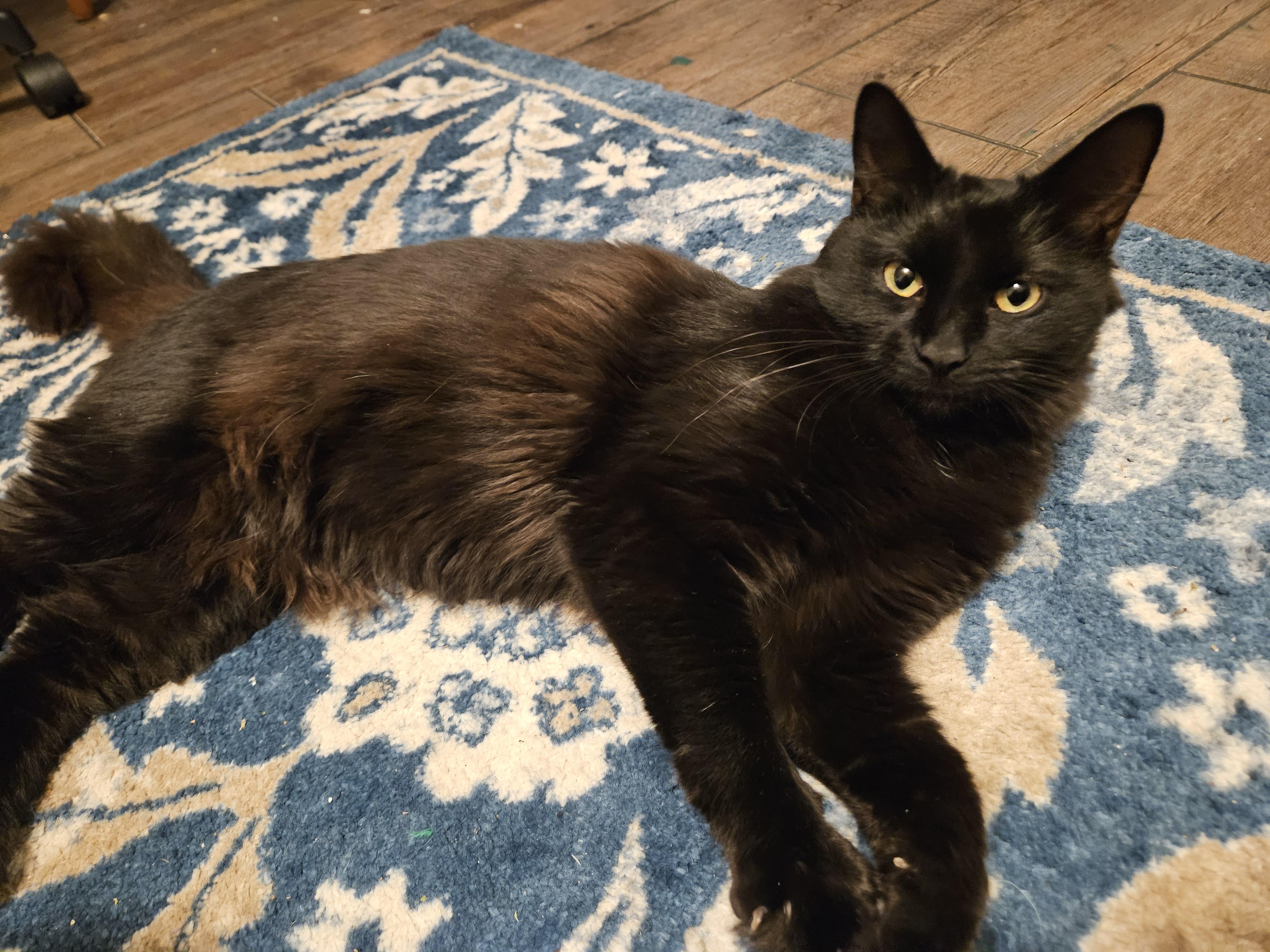 Enlarge Courtesy Post JUNO, Please call the owner directly. , a ADOPTABLE Domestic Medium Hair in Montrose, CO image 3/3