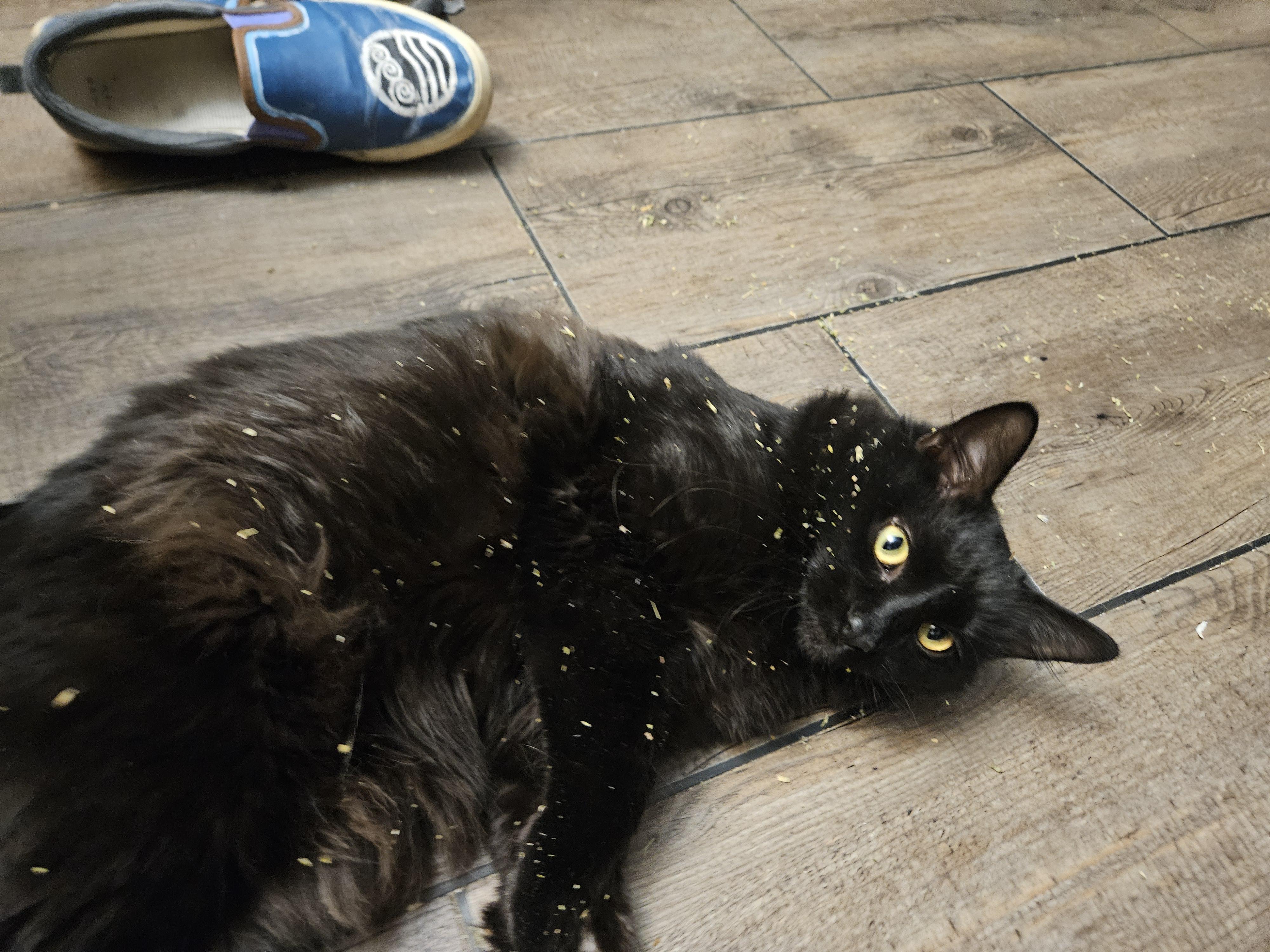 Courtesy Post JUNO, Please call the owner directly. , ADOPTABLE, Adult Female Domestic Medium Hair.