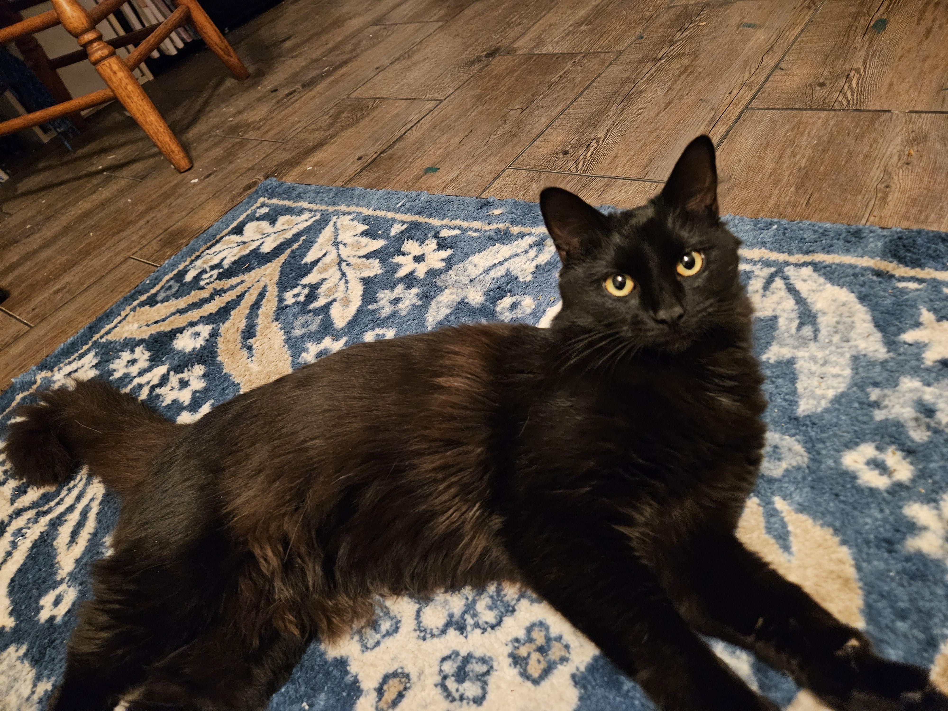 Enlarge Courtesy Post JUNO, Please call the owner directly. , a ADOPTABLE Domestic Medium Hair in Montrose, CO image 2/3