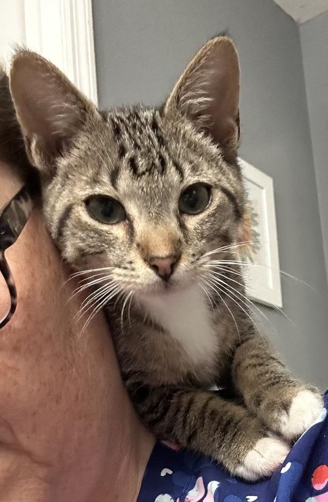 Nash 2 — thumbnail 3