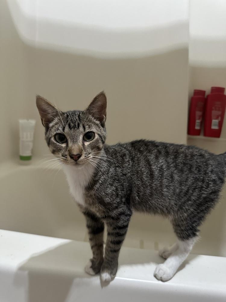 Nash 2 — thumbnail 5