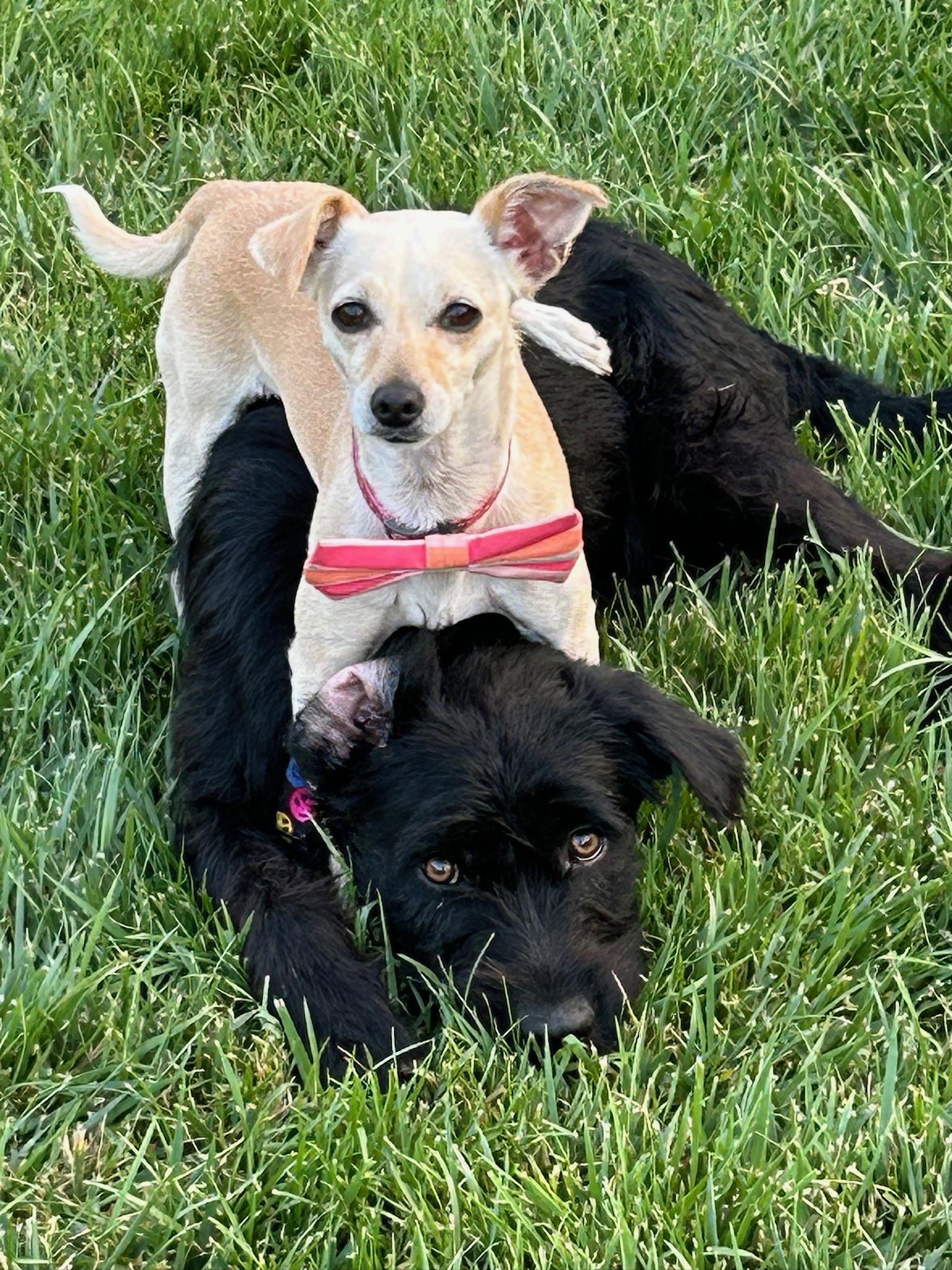 Duke, an adoptable German Wirehaired Pointer, Labradoodle in Newport Beach, CA, 92660 | Photo Image 3