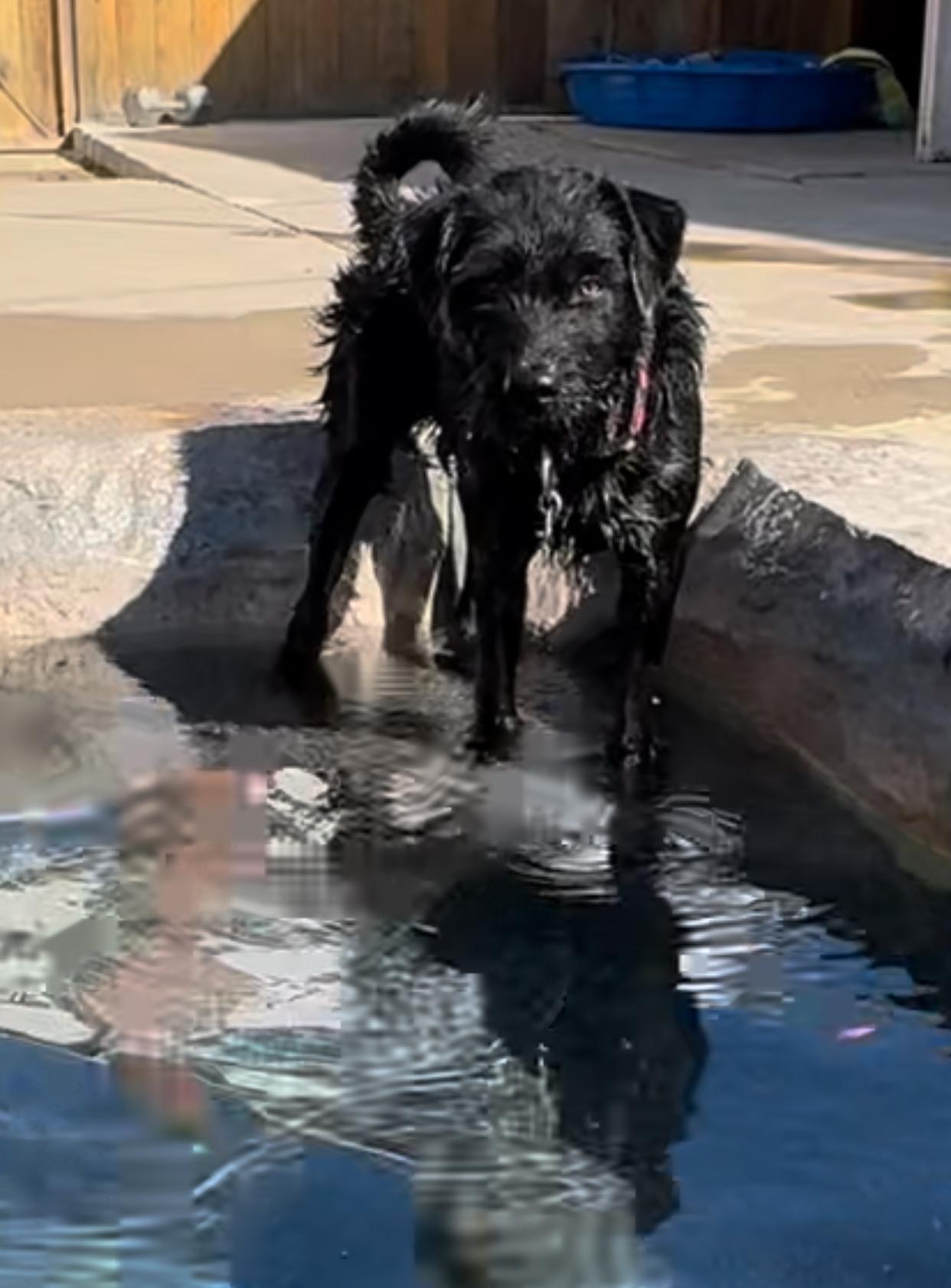 Duke, an adoptable German Wirehaired Pointer, Labradoodle in Newport Beach, CA, 92660 | Photo Image 4
