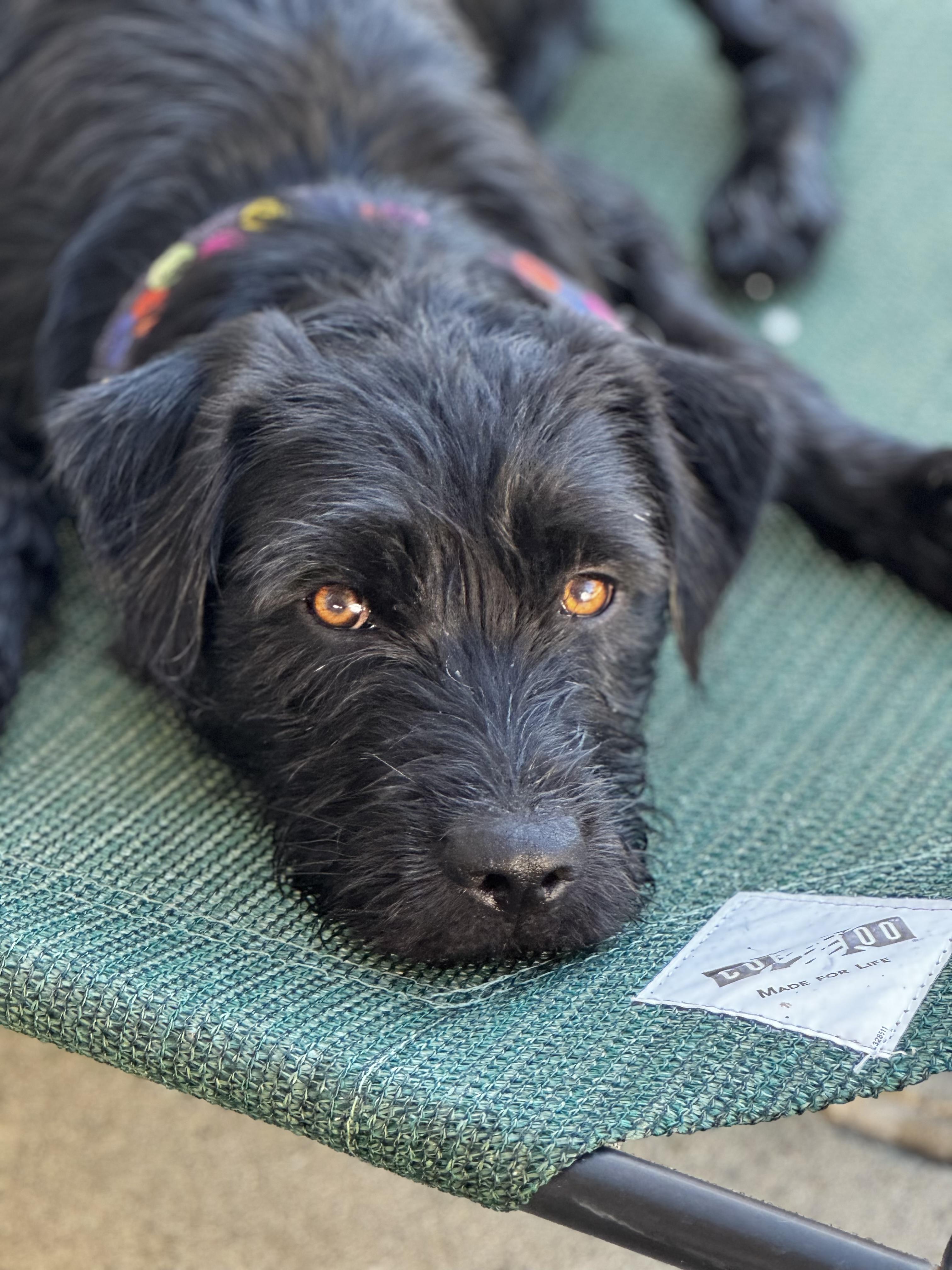 Duke, an adoptable German Wirehaired Pointer, Labradoodle in Newport Beach, CA, 92660 | Photo Image 1