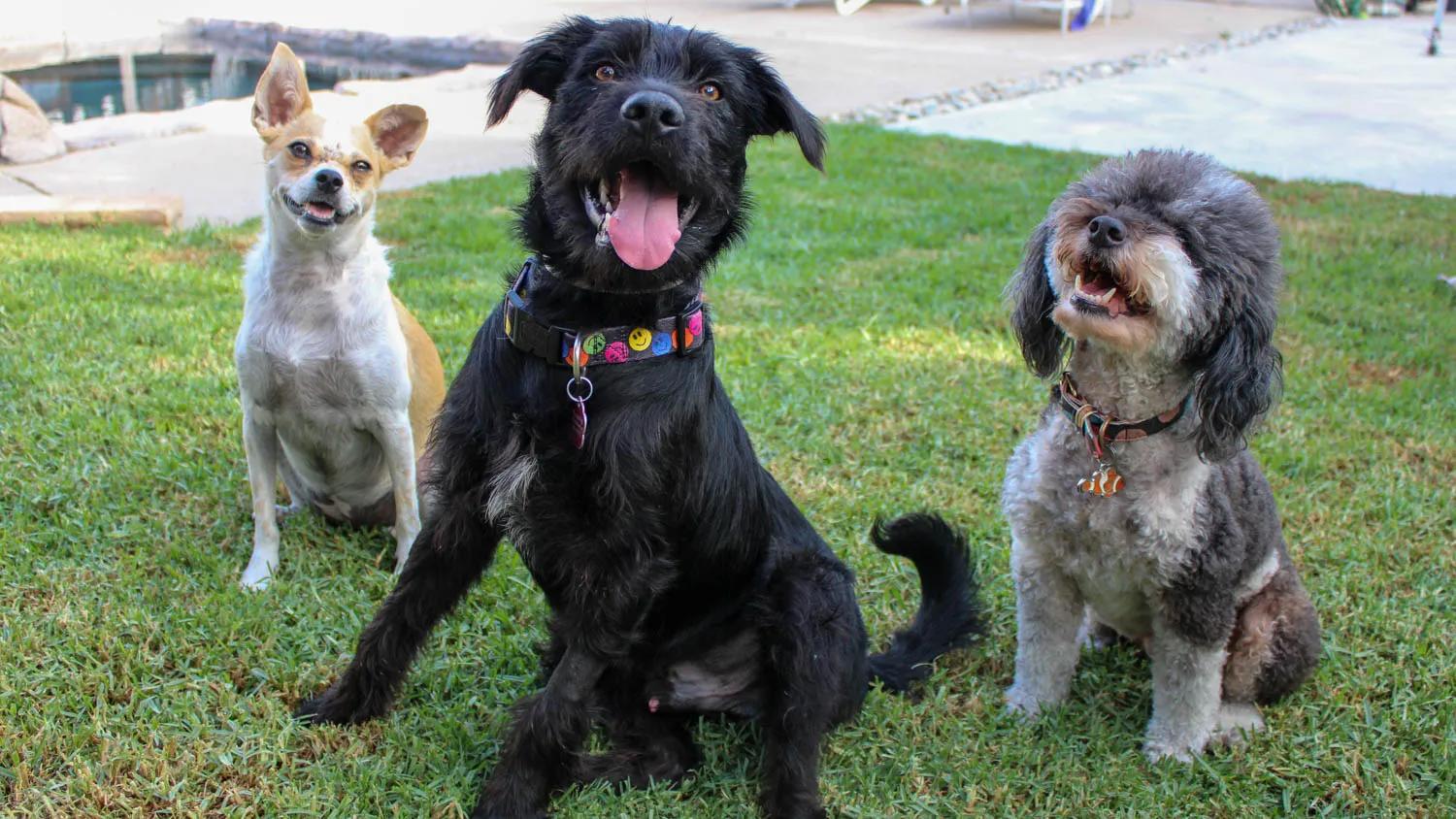 Duke, an adoptable German Wirehaired Pointer, Labradoodle in Newport Beach, CA, 92660 | Photo Image 5