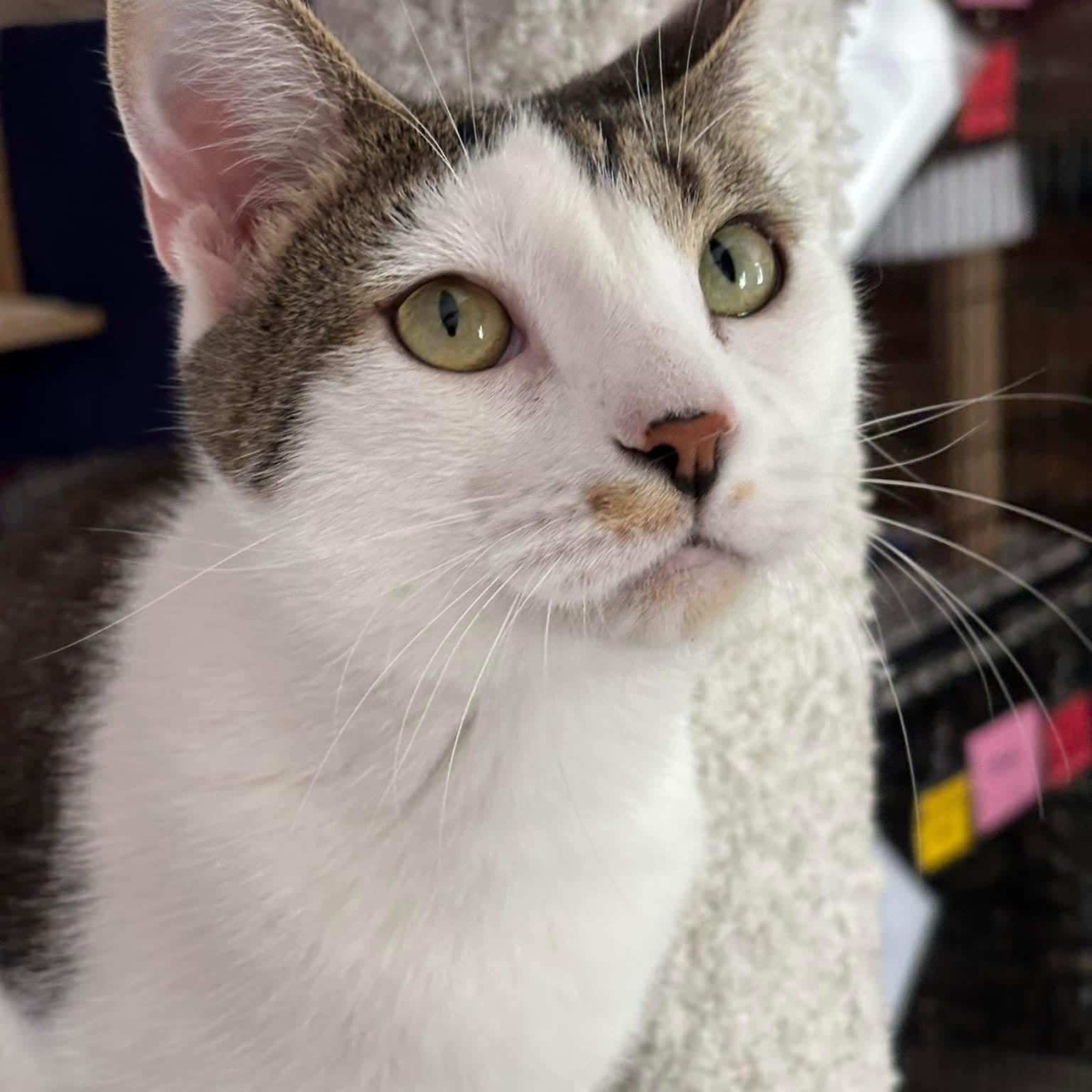 Winston, a Adoptable mixed breed in South Park, PA image 2/4