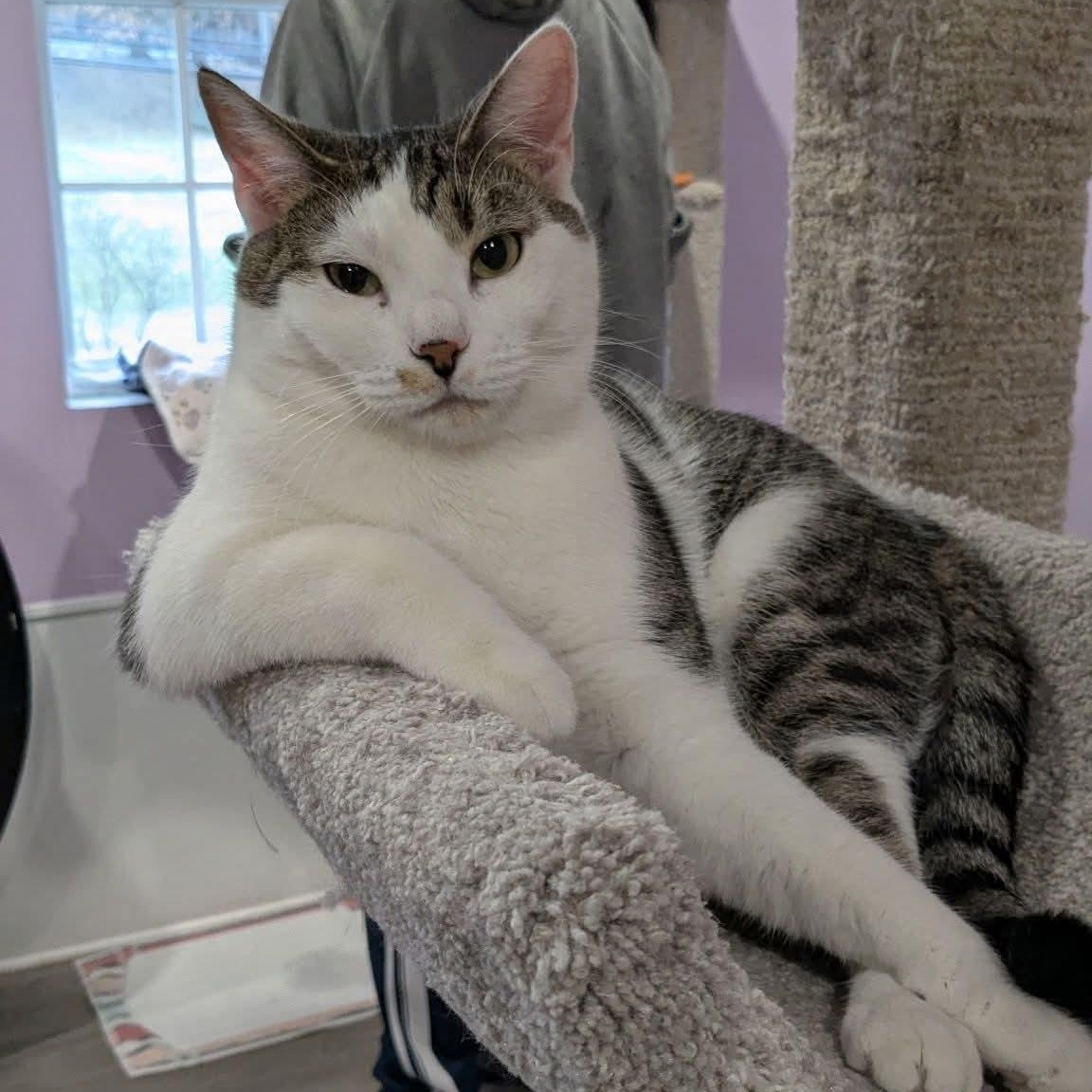 Winston, Adoptable, Young Male Domestic Short Hair.