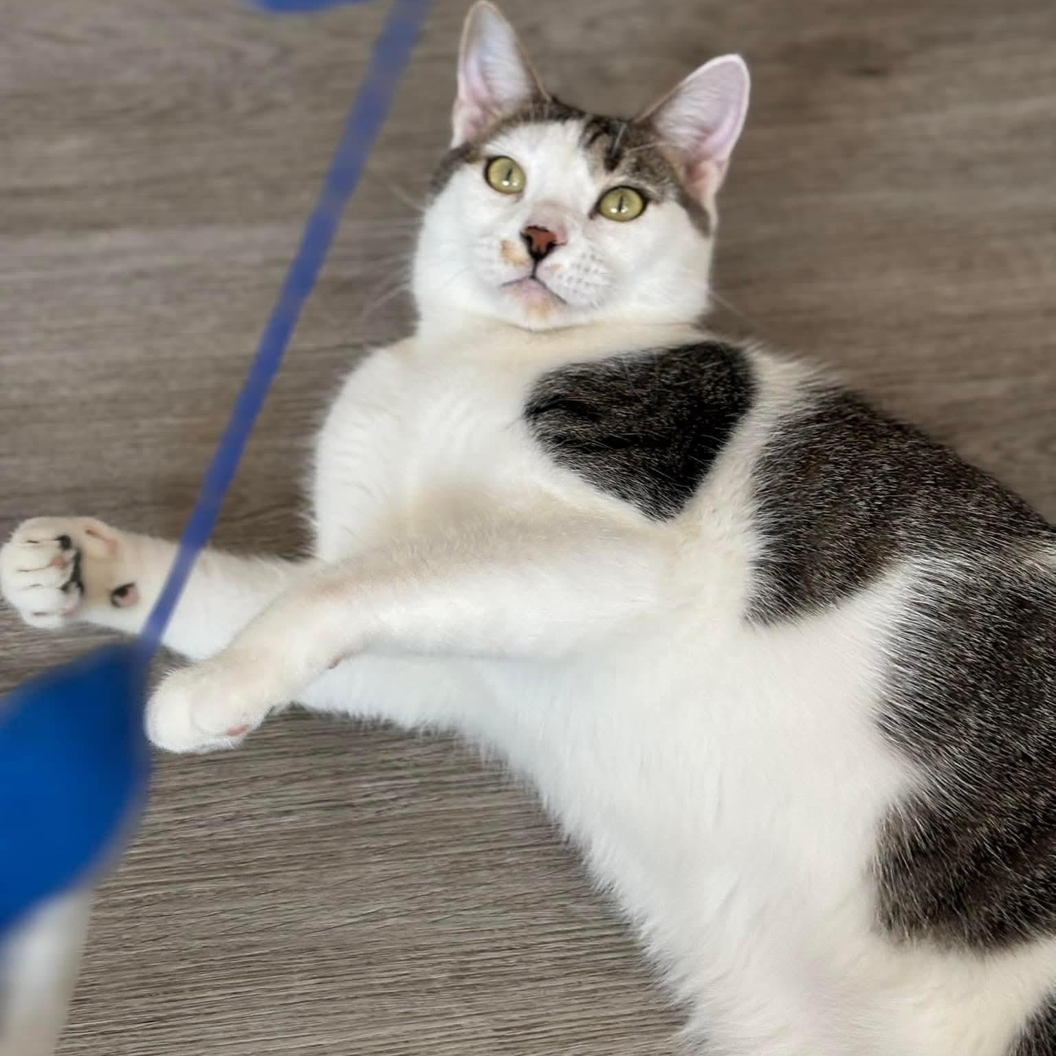 Winston, a Adoptable mixed breed in South Park, PA image 3/4