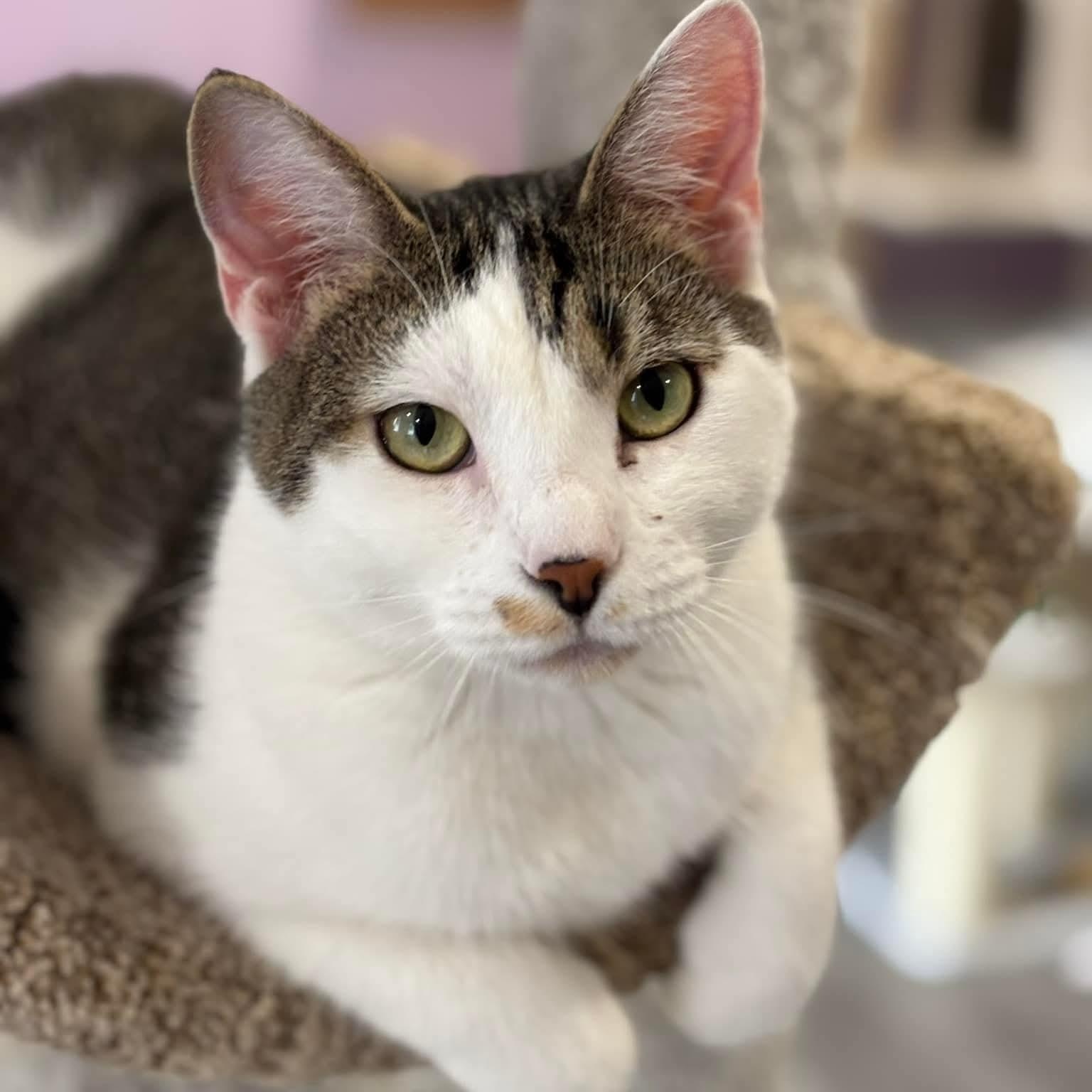 Winston, Adoptable, Young Male Domestic Short Hair.