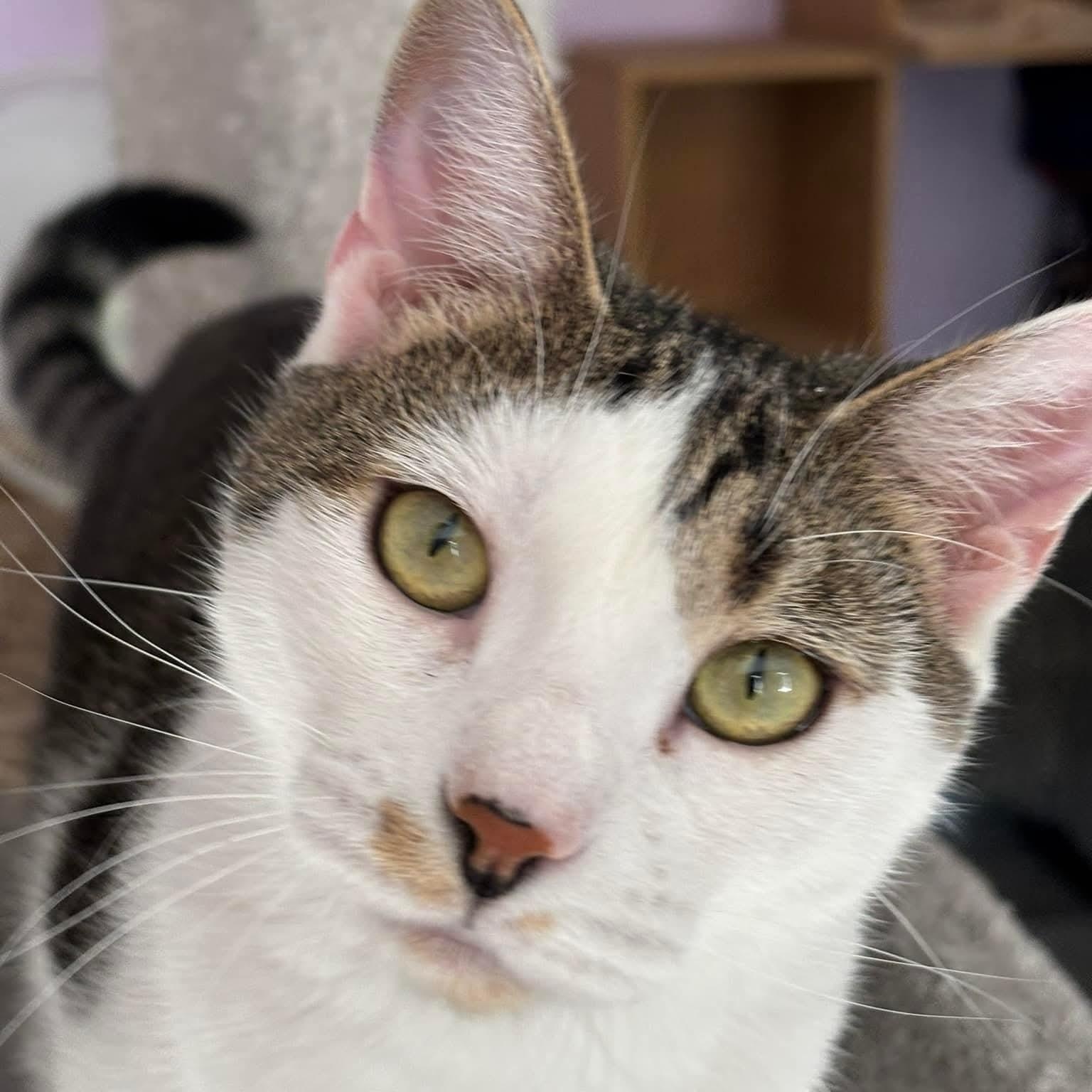 Winston, a Adoptable mixed breed in South Park, PA image 4/4