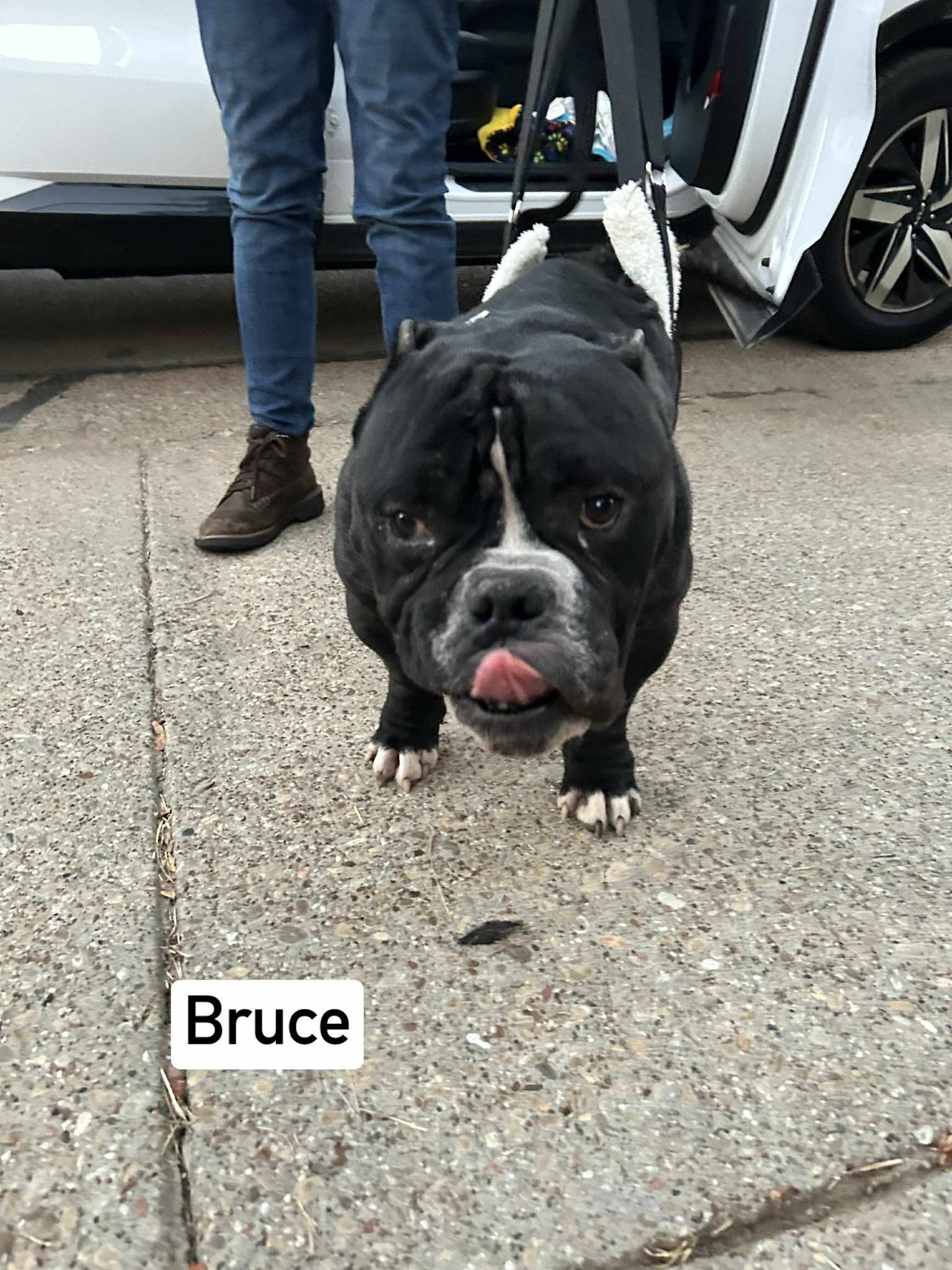 Enlarge BRUCE, an adopted Bulldog in Goochland, VA image 1/6