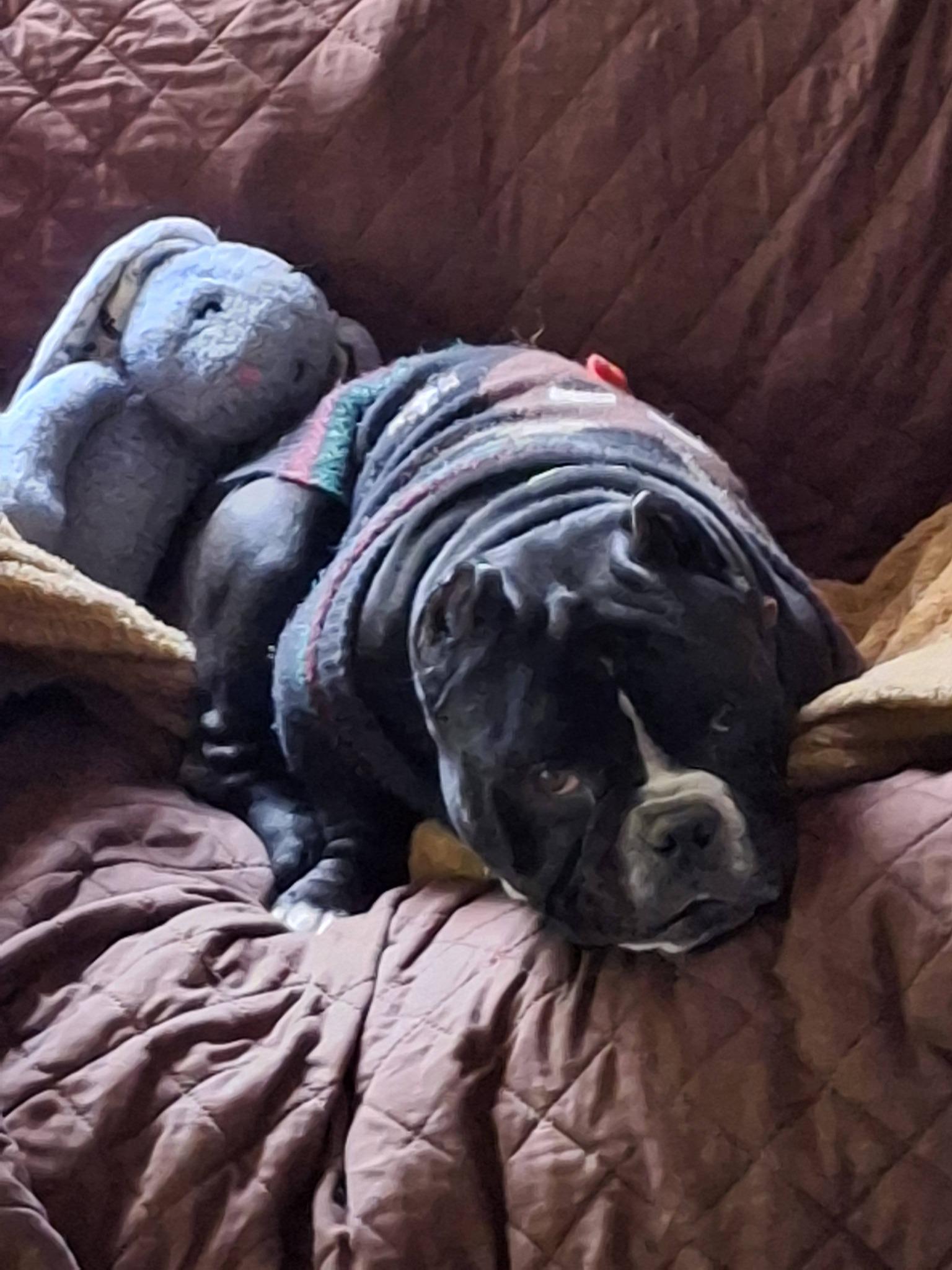 Enlarge BRUCE, an adopted Bulldog in Goochland, VA image 2/6