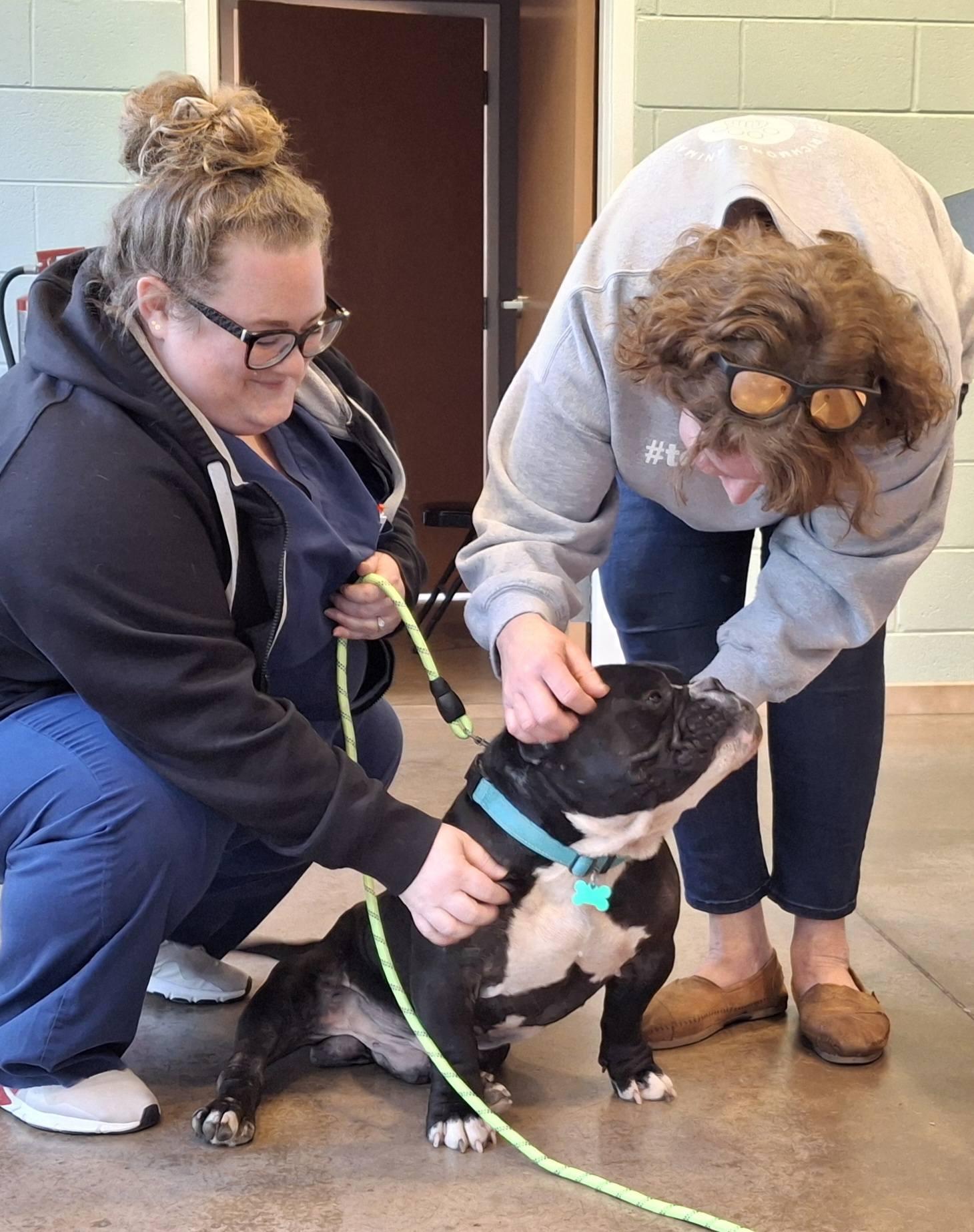 Enlarge BRUCE, an adopted Bulldog in Goochland, VA image 3/6