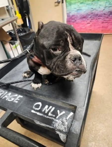 Enlarge BRUCE, an adopted Bulldog in Goochland, VA image 6/6
