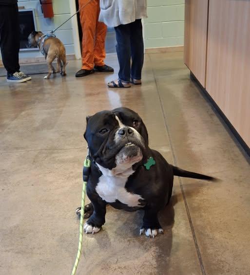 Enlarge BRUCE, an adopted Bulldog in Goochland, VA image 4/6
