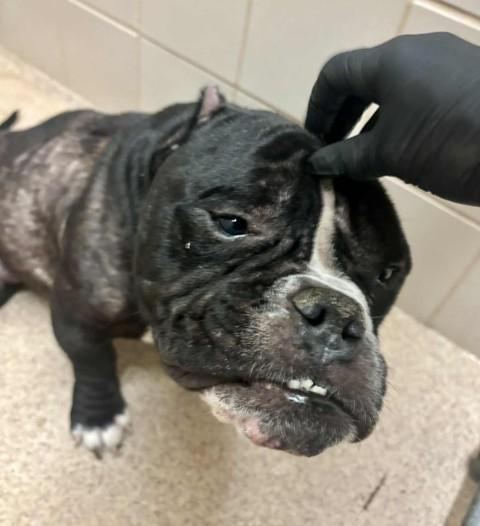 Enlarge BRUCE, an adopted Bulldog in Goochland, VA image 5/6