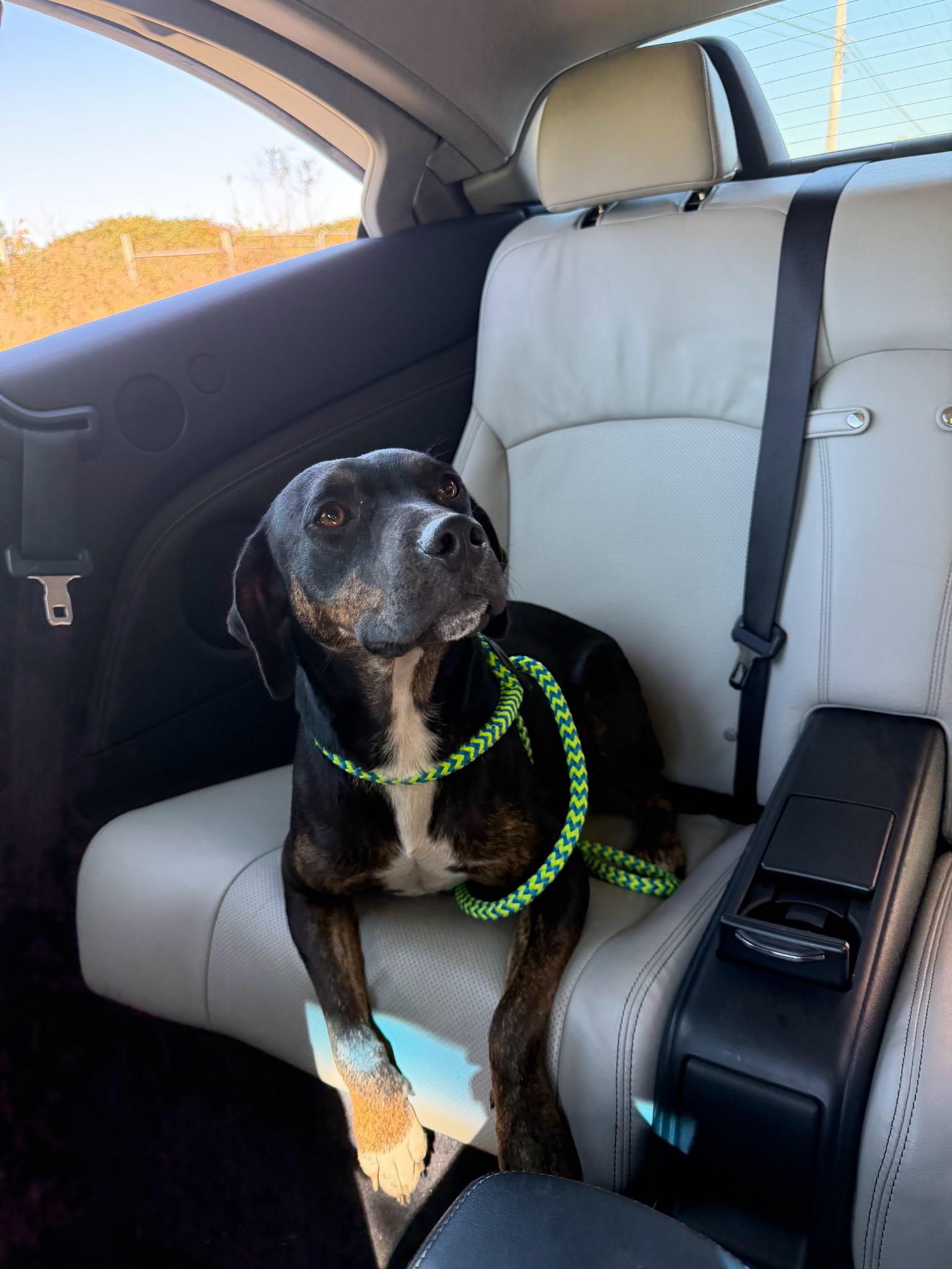 Wasabi, Adoptable, Young Female Hound & Shepherd.