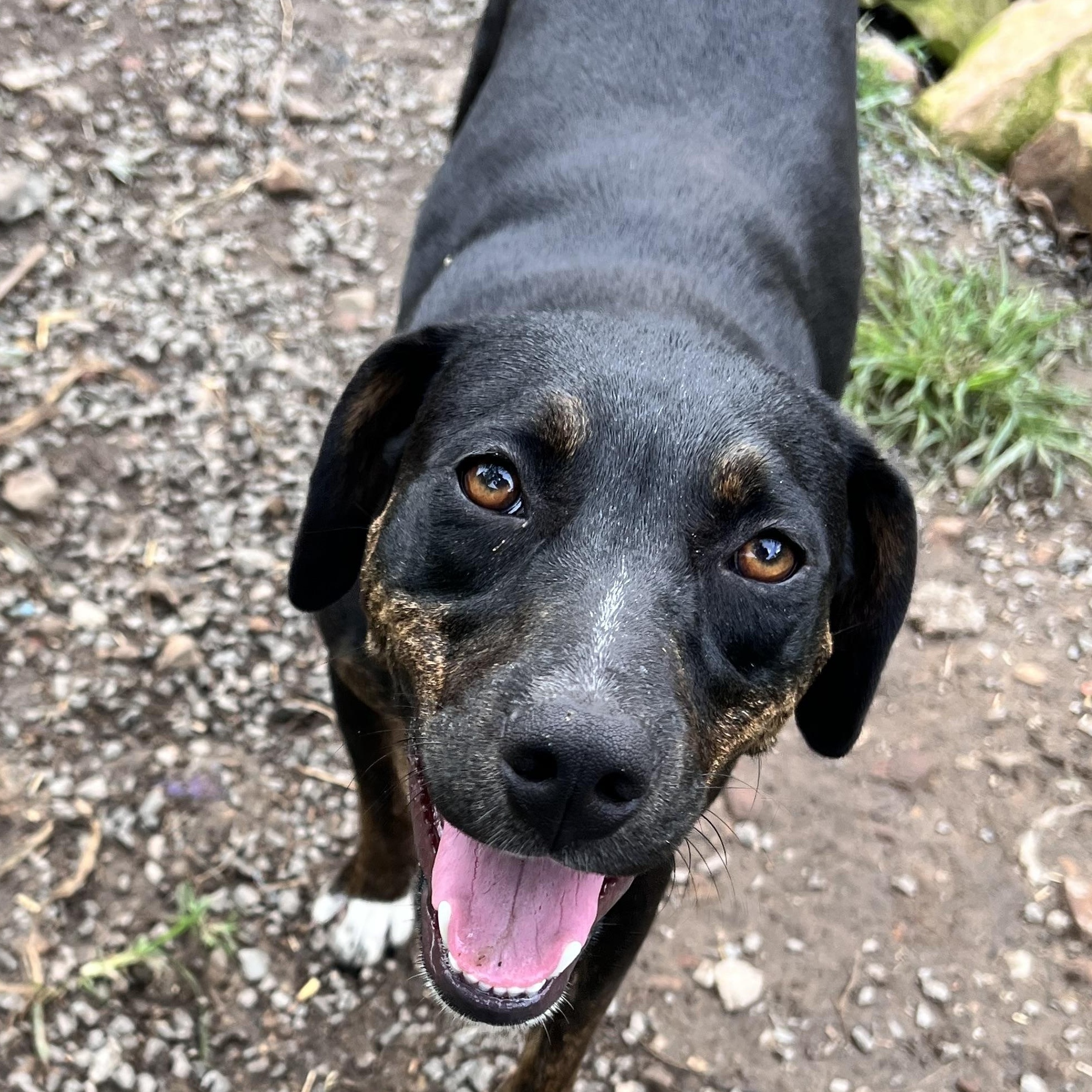 Enlarge Wasabi, a Adoptable mixed breed in Tracy City , TN image 2/3