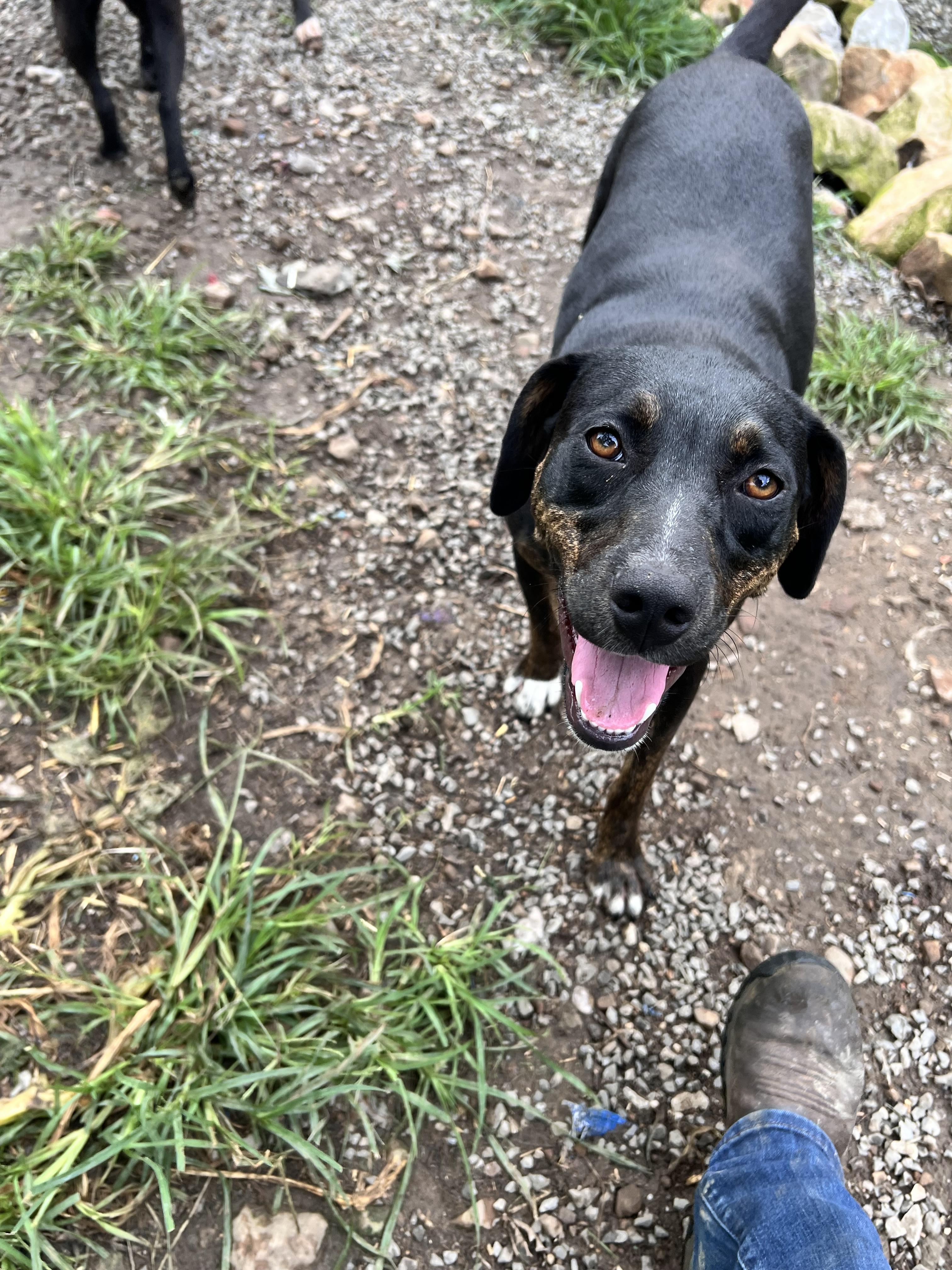 Enlarge Wasabi, a Adoptable mixed breed in Tracy City , TN image 2/3