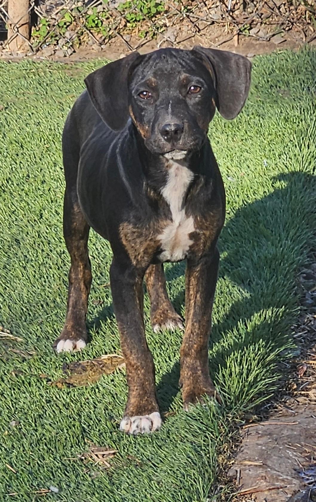 Enlarge Wasabi, a Adoptable mixed breed in Tracy City , TN image 3/3
