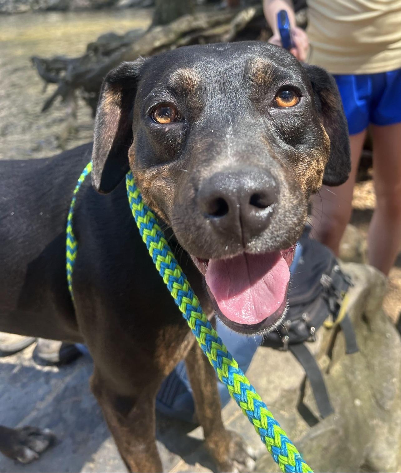 Enlarge Wasabi, a Adoptable mixed breed in Tracy City , TN image 2/3