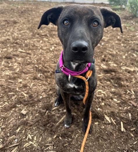 Enlarge BABY GIRL, a Adoptable Patterdale Terrier / Fell Terrier in Denver, CO image 1/1