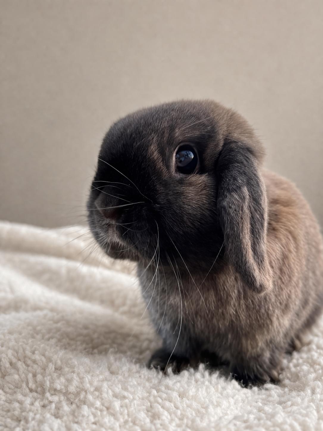 Charlotte  *Bonded to Marshy*, Adoptable, Senior Female Holland Lop.