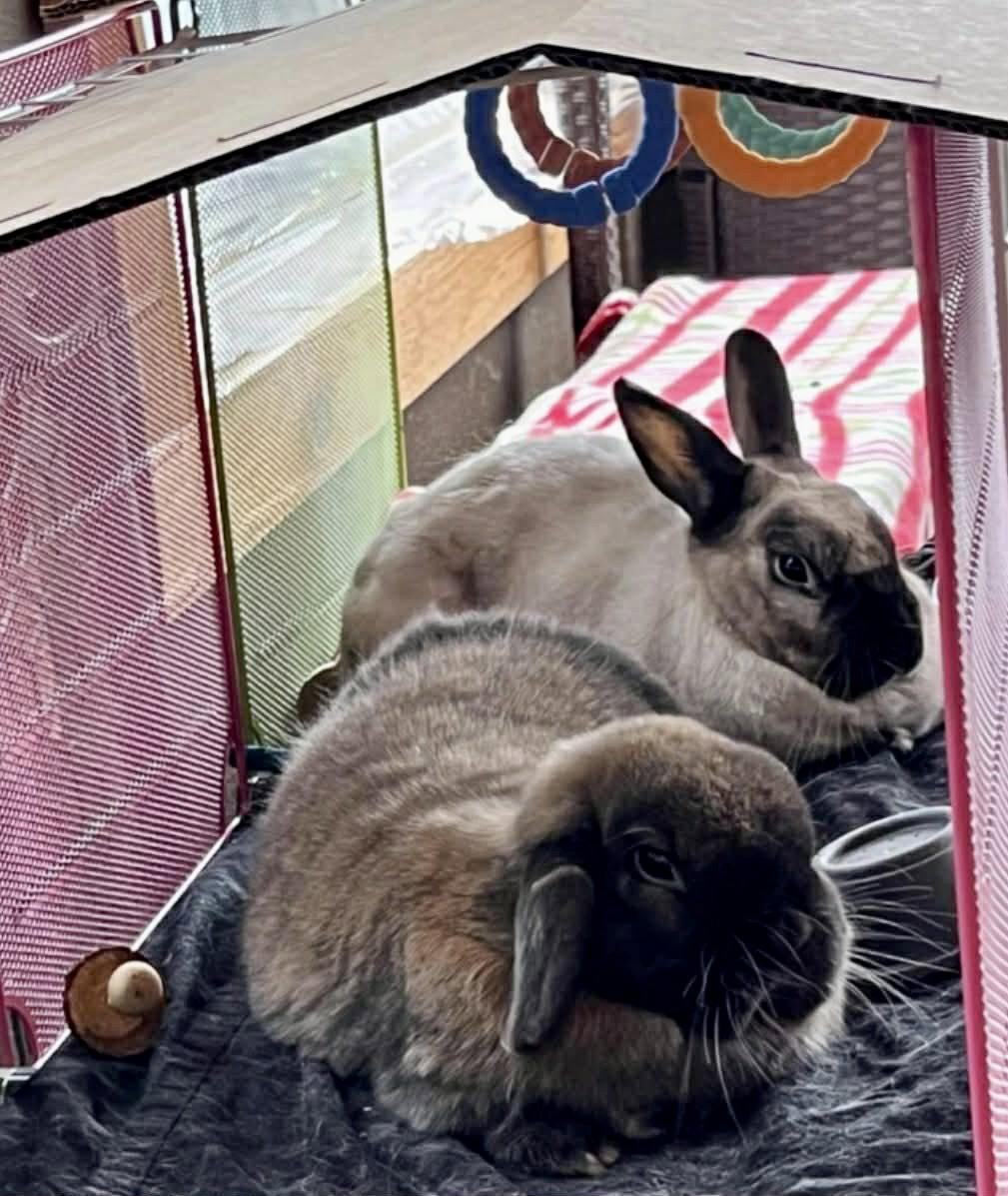 Enlarge Charlotte  *Bonded to Marshy*, a Adoptable Holland Lop in Marshfield, WI image 2/2