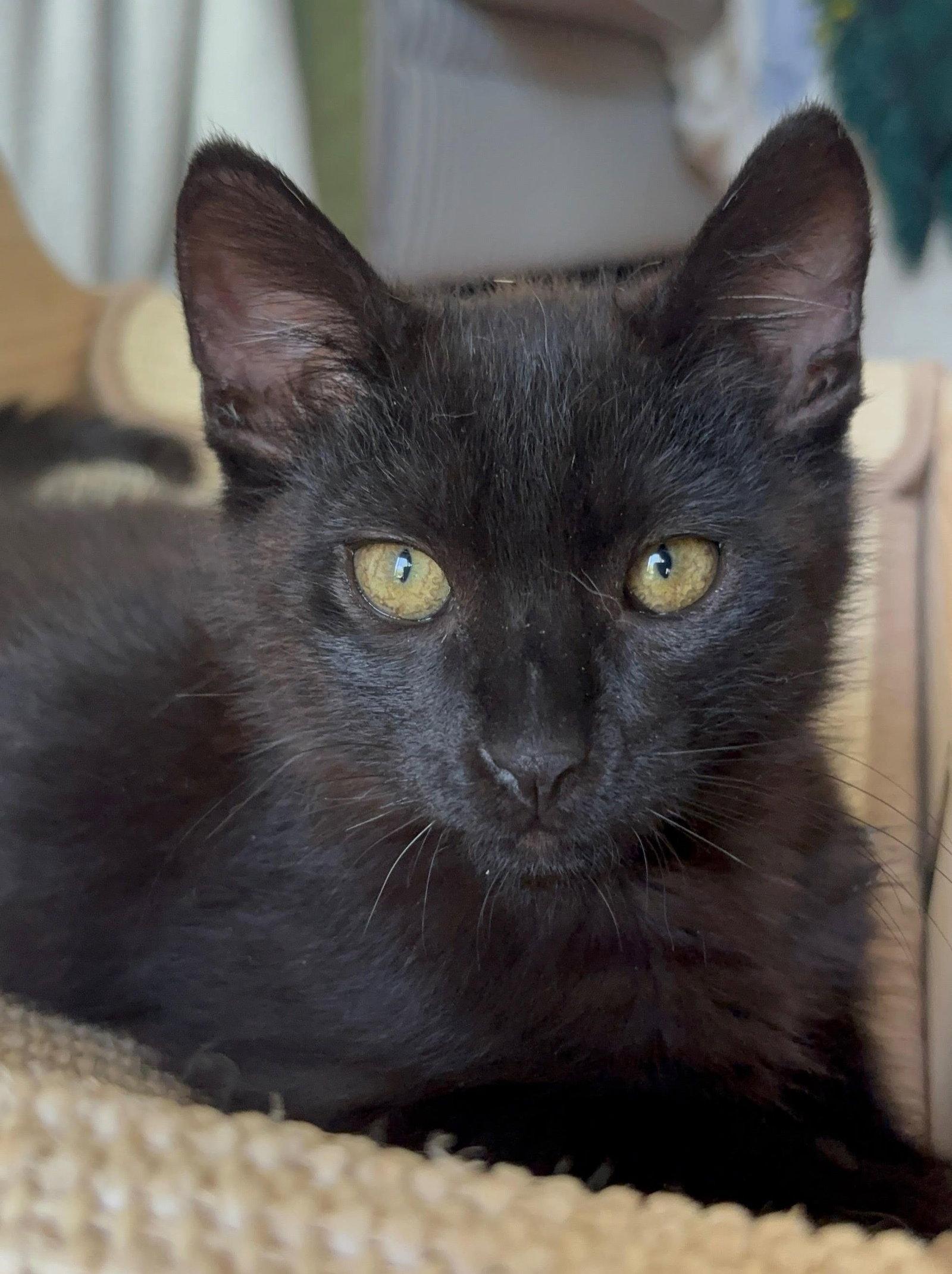 Nibbler, Adoptable, Young Male Domestic Short Hair.