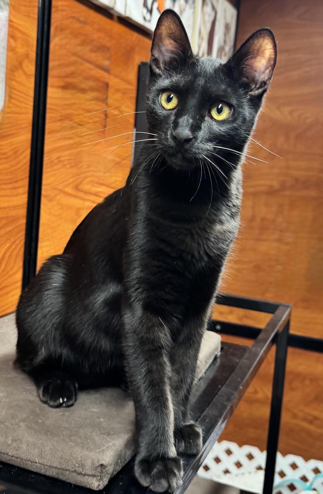 Nibbler, Adoptable, Young Male Domestic Short Hair.