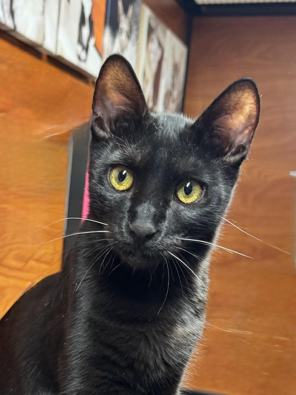Enlarge Nibbler, a Adoptable Domestic Short Hair in Seal Beach, CA image 2/3