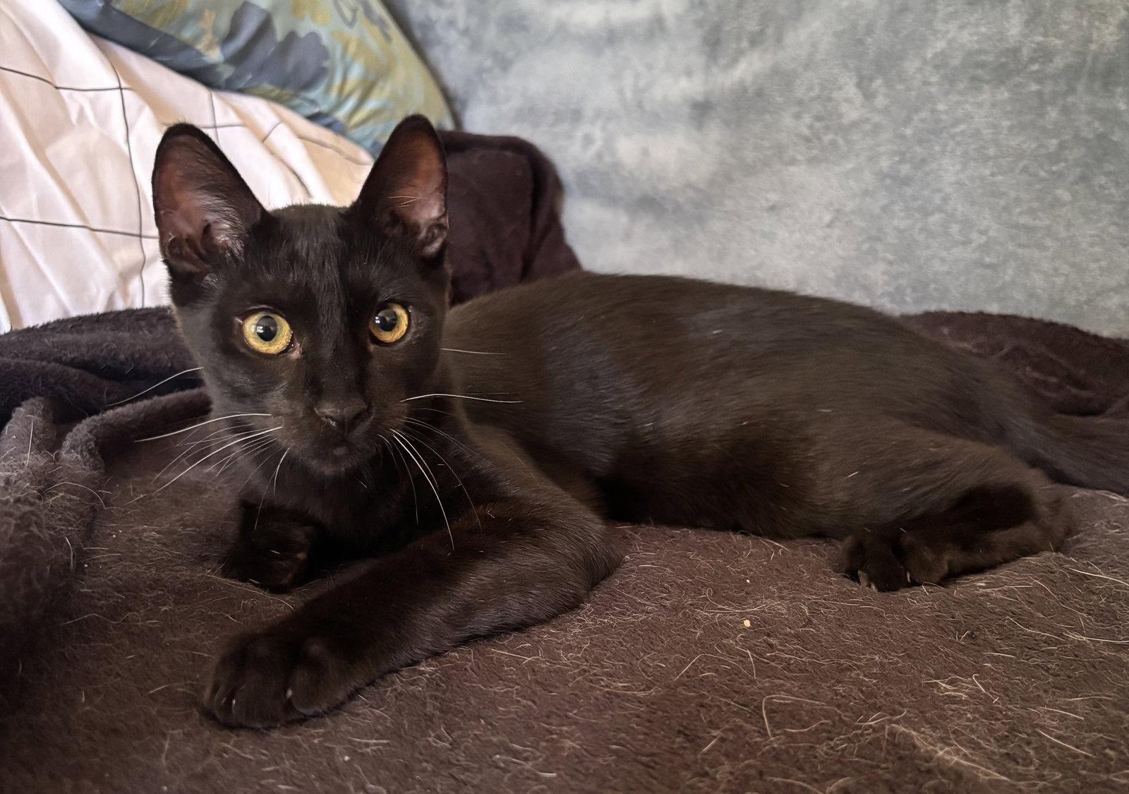 Enlarge Nibbler, a Adoptable Domestic Short Hair in Seal Beach, CA image 2/2
