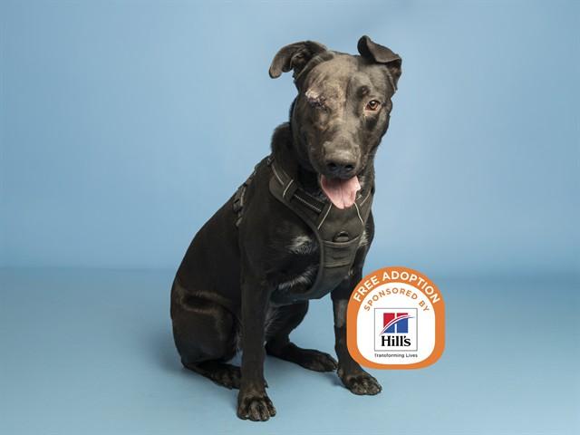 Enlarge MADDIE, a Adoptable mixed breed in Phoenix, AZ image 1/1